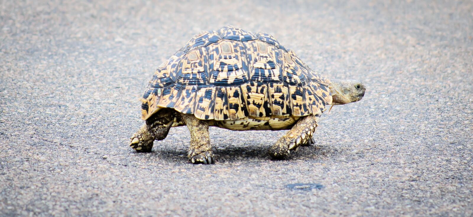 Nikon D5100 sample photo. Reptile, tortoise, nature photography