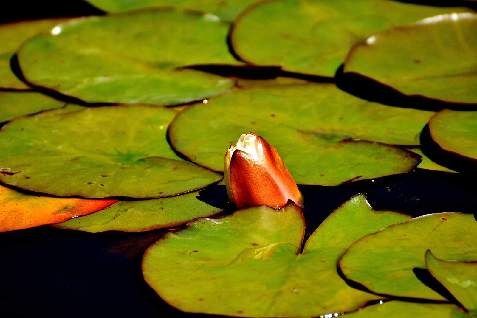 Nikon D7200 sample photo. Water lily, water, plant photography