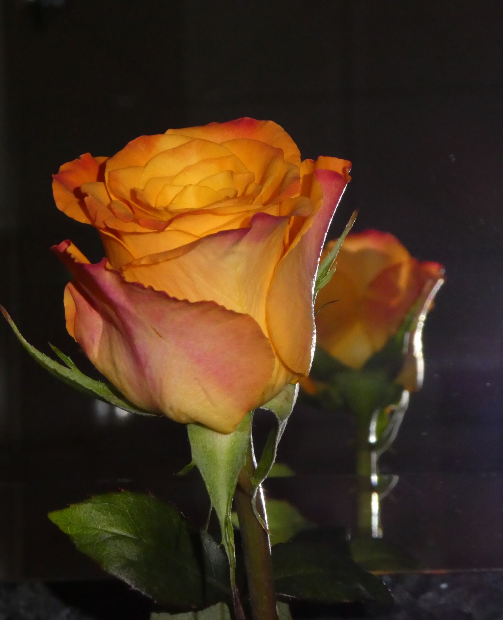 Panasonic DMC-TZ81 sample photo. Rose, mirroring, yellow photography