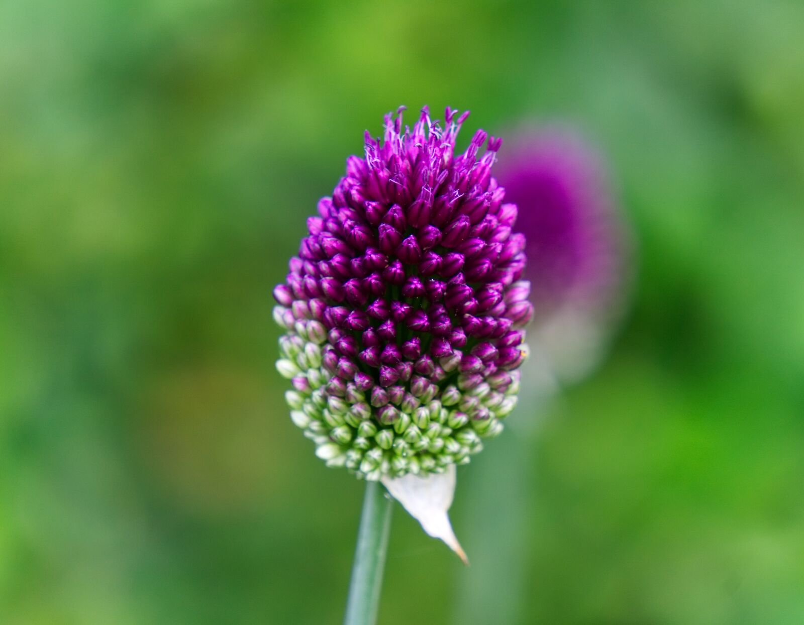 Sony a6000 sample photo. Flower, blossom, bloom photography