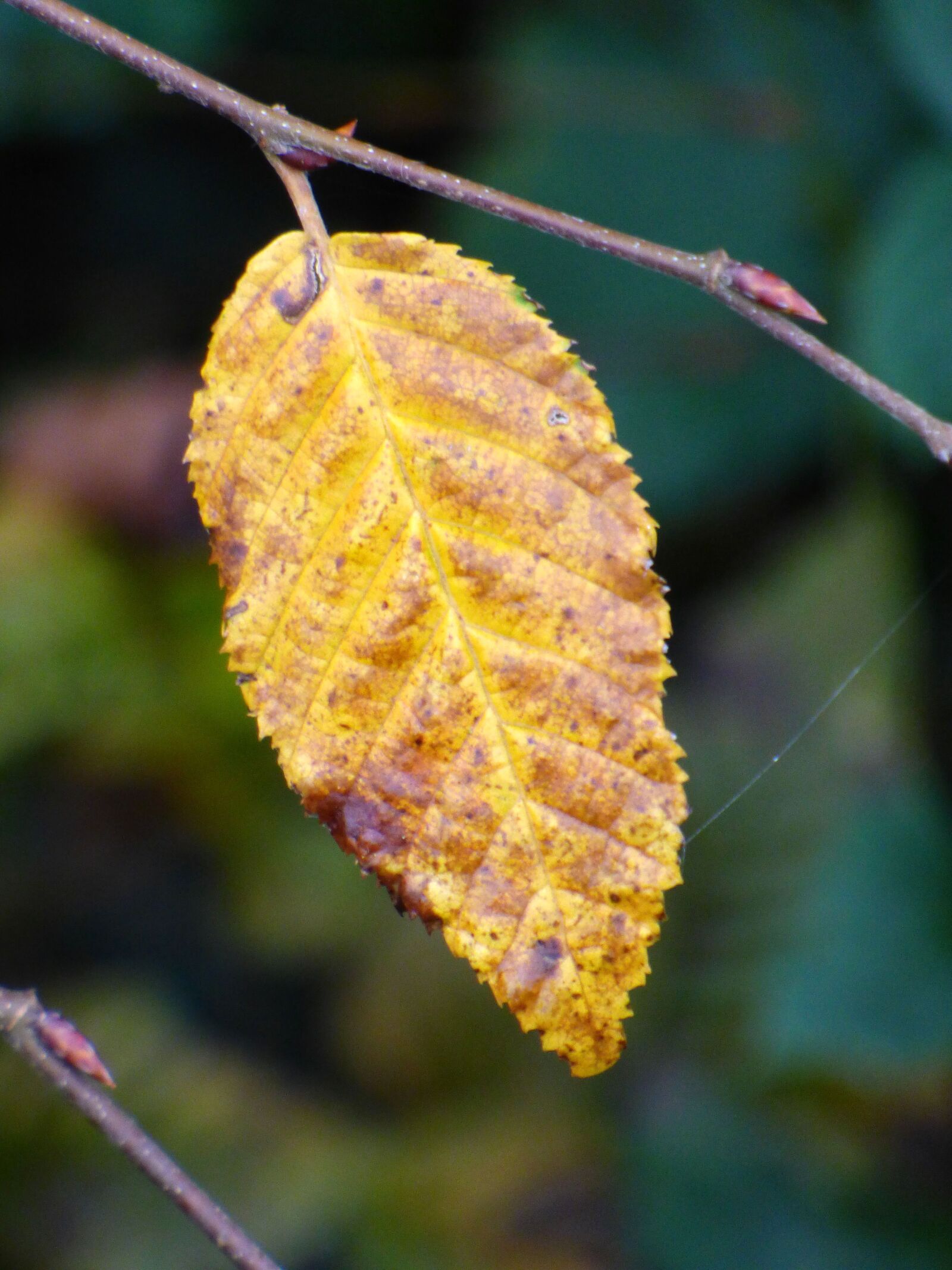 Panasonic DMC-FZ72 sample photo. Leaf, fall, nature photography