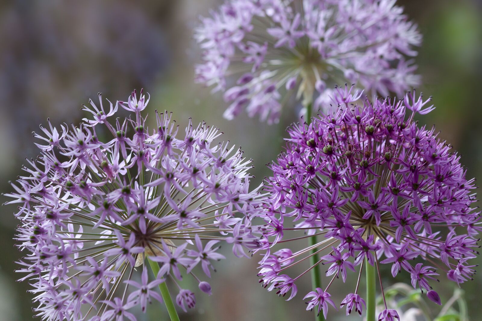 Canon EOS 50D sample photo. Ornamental onion, violet, flower photography