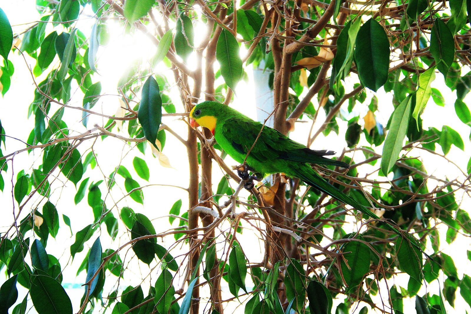 Canon EOS 7D sample photo. Macaws, parrot, shrub photography