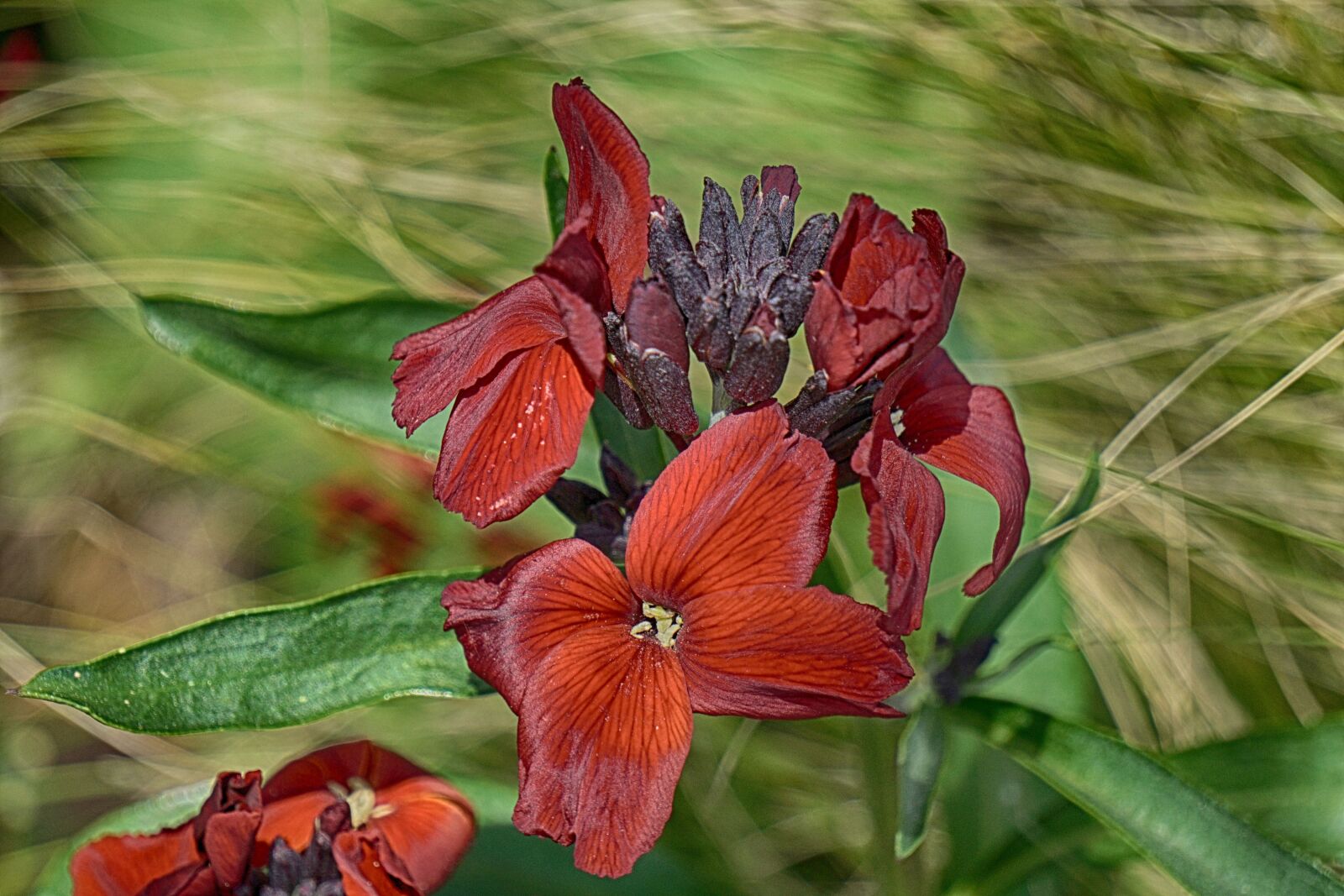 Sony E 55-210mm F4.5-6.3 OSS sample photo. Flowers, flora, nature photography