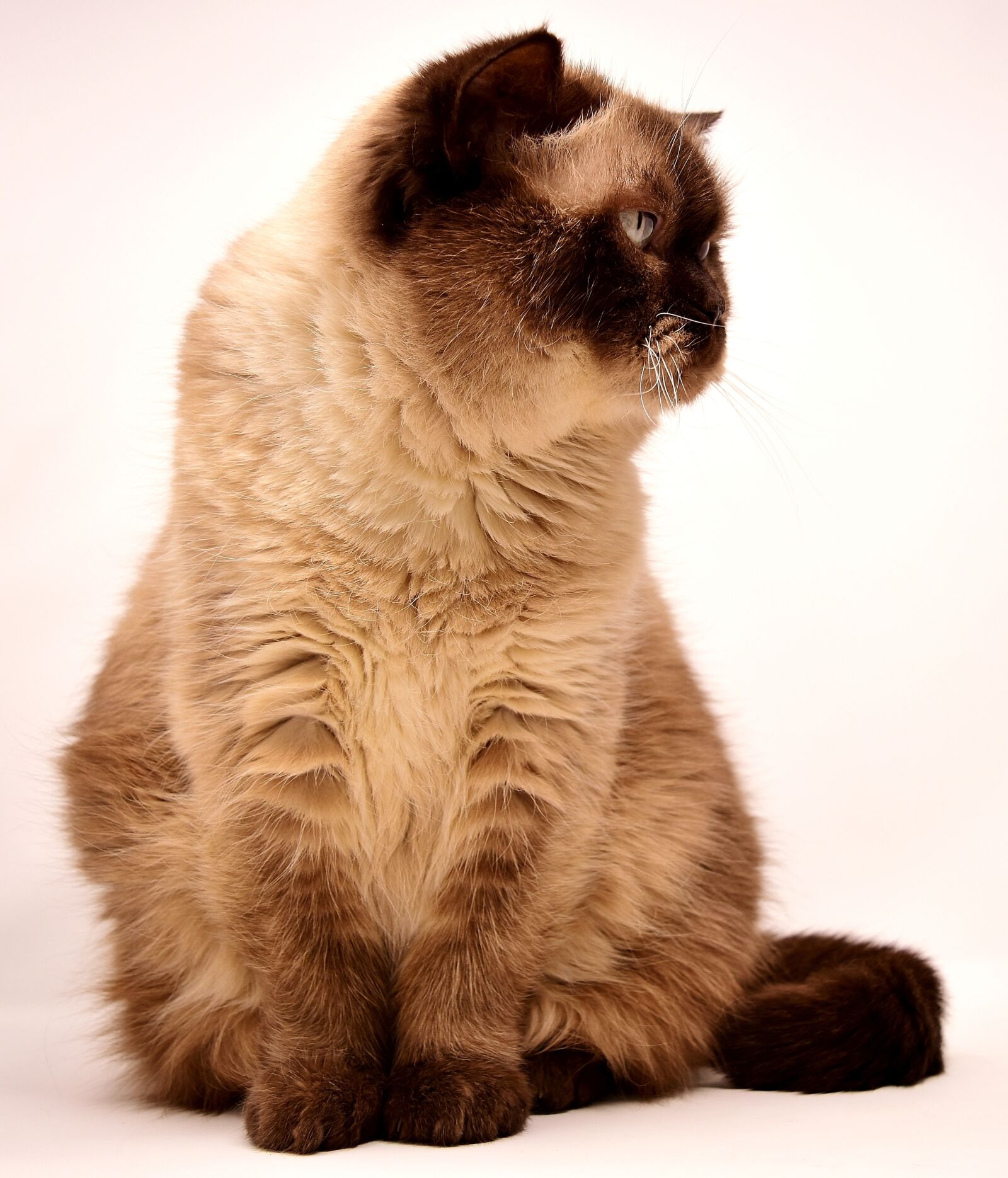 Nikon D7200 sample photo. British shorthair, cat, pet photography