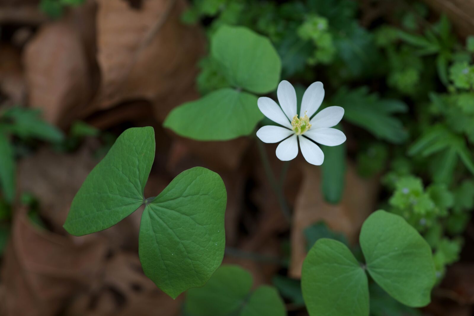 Canon EOS 5D Mark II sample photo. Twinleaf, bloom, plant, flora photography