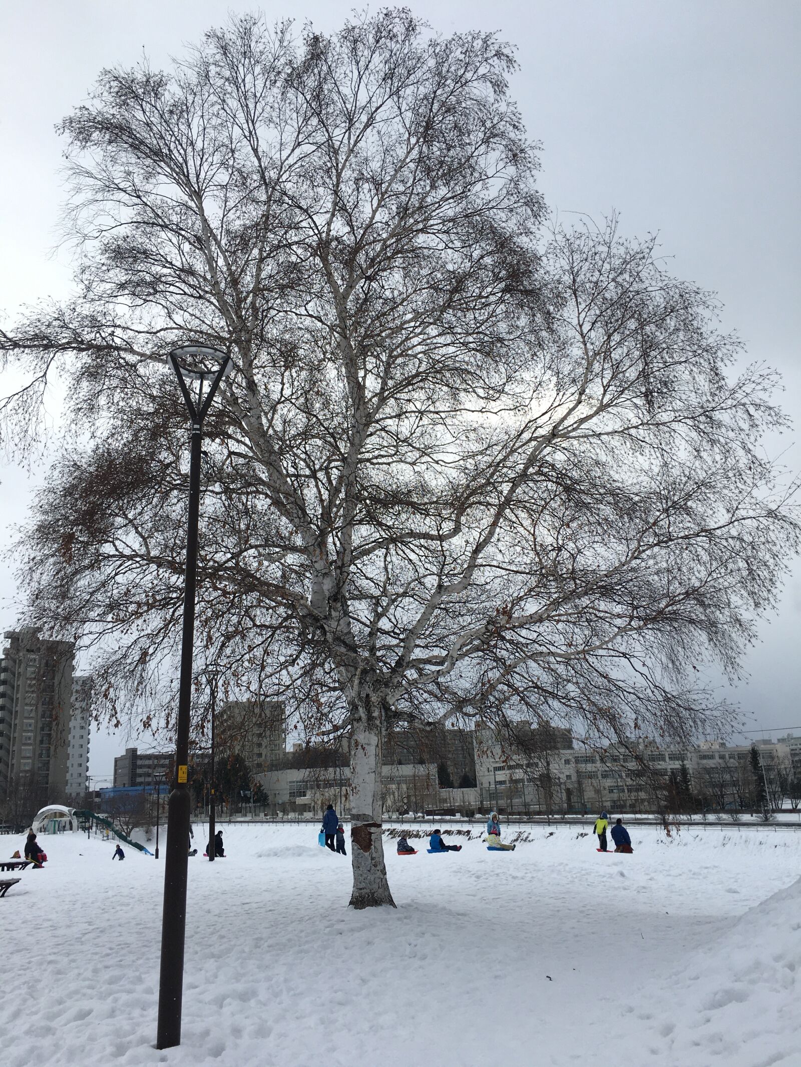 iPhone 6s Plus back camera 4.15mm f/2.2 sample photo. Snow, hokkaido, japan photography