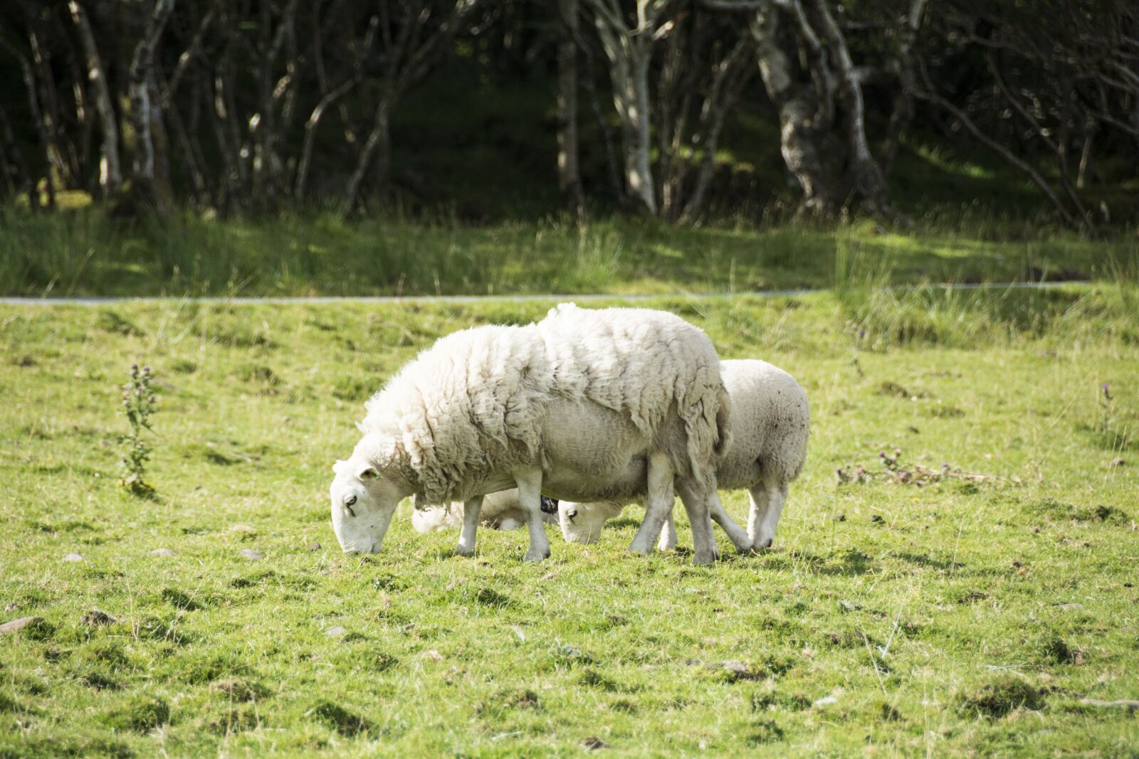 Nikon D7100 sample photo. Sheep, wool, woolly photography