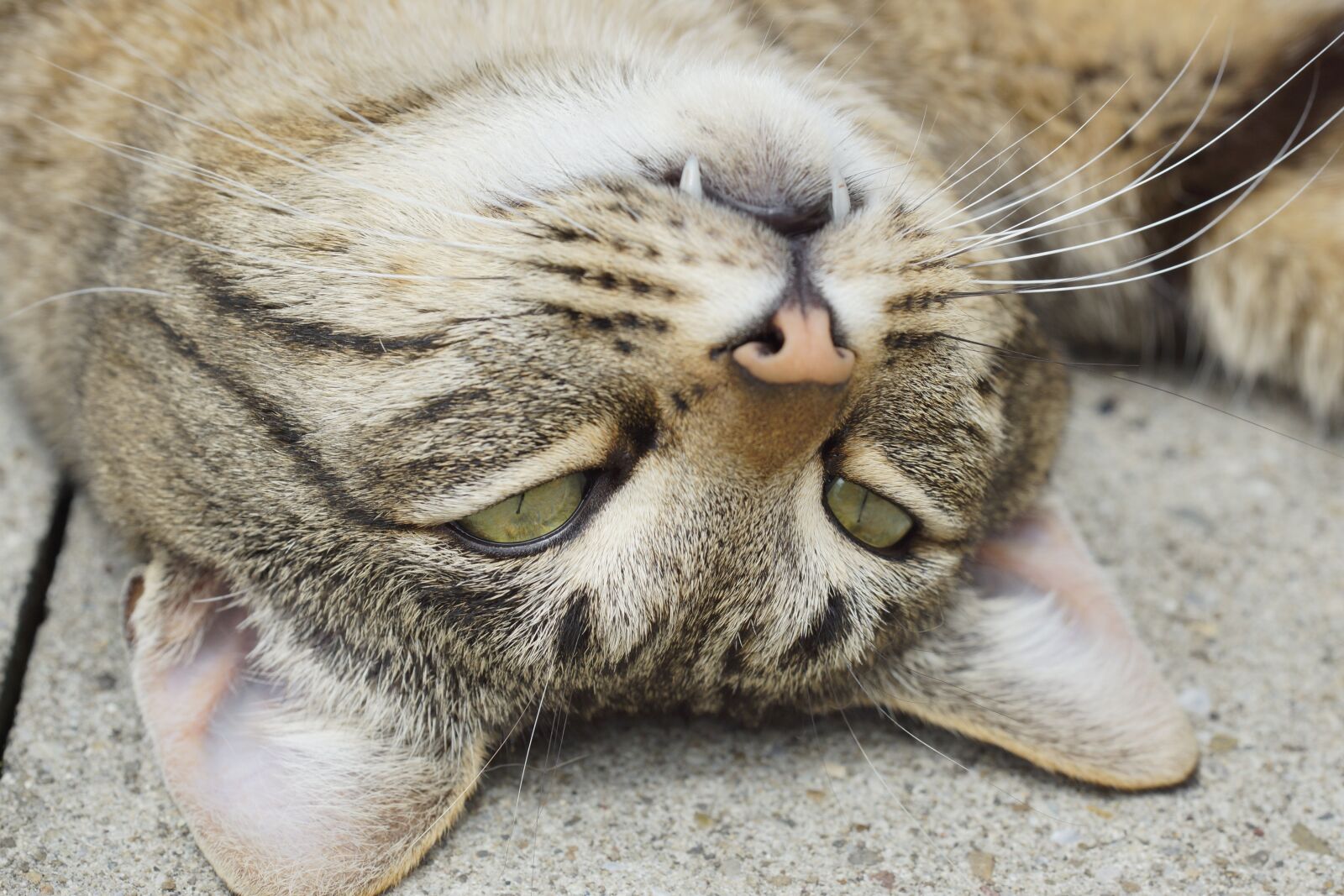 150mm F2.8 sample photo. Cat, eyes, tooth photography