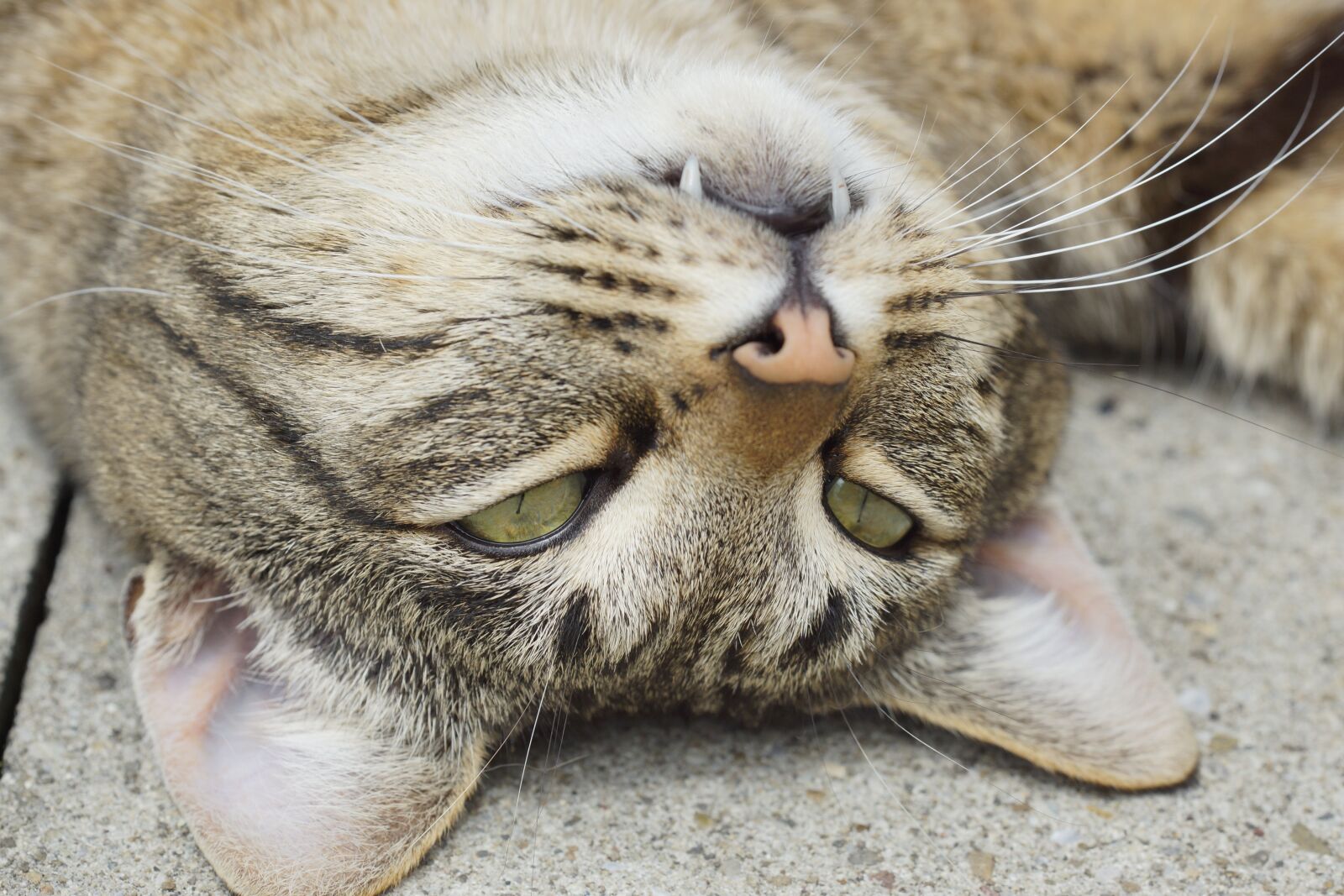 150mm F2.8 sample photo. Cat, eyes, tooth photography