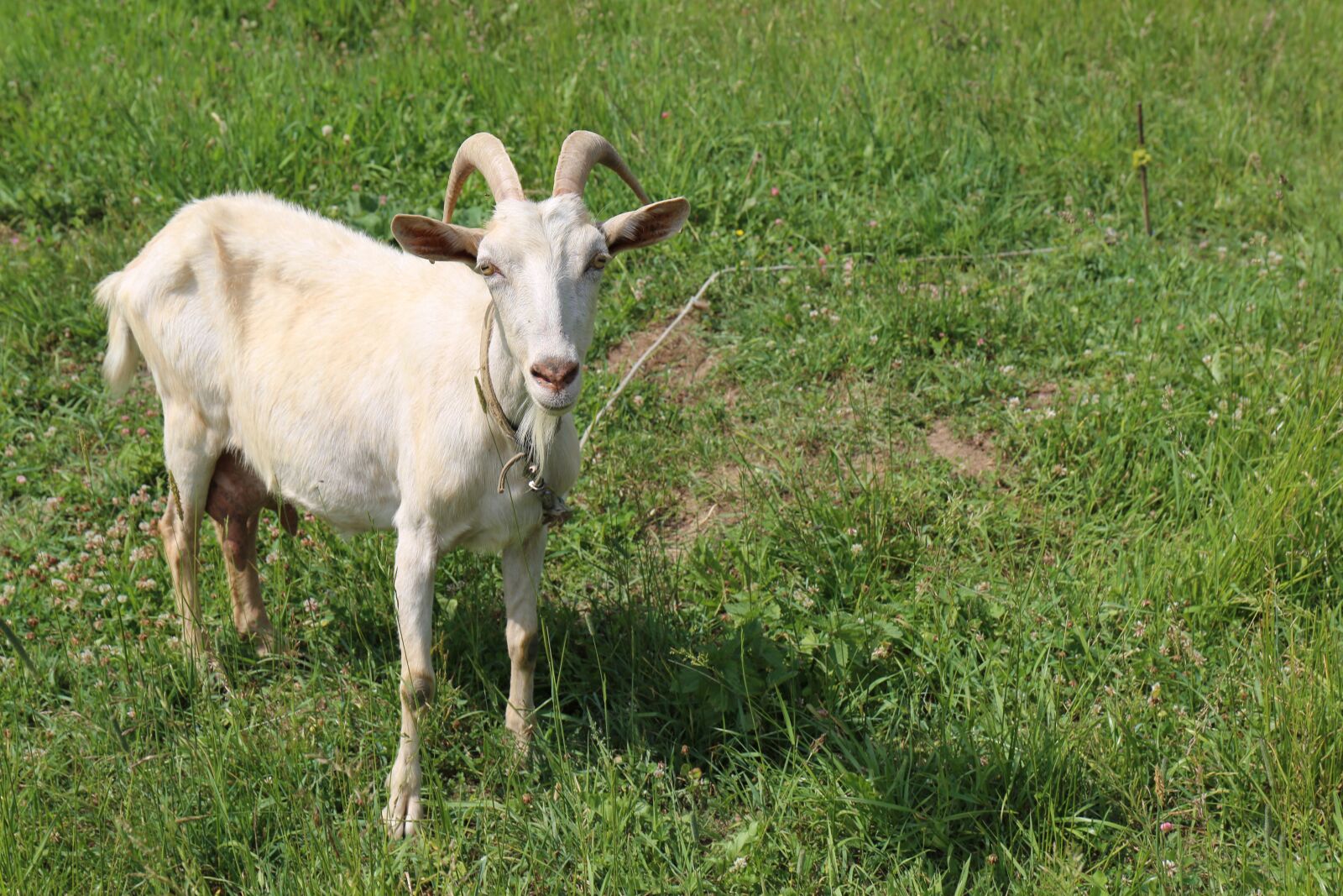 Canon EF 24-70mm F4L IS USM sample photo. Goat, greens, grass photography