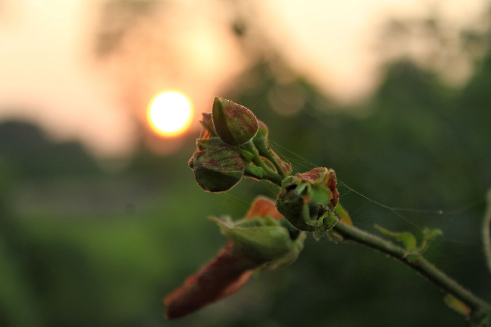 Canon EOS 1300D (EOS Rebel T6 / EOS Kiss X80) sample photo. Sunset, nature, orange photography