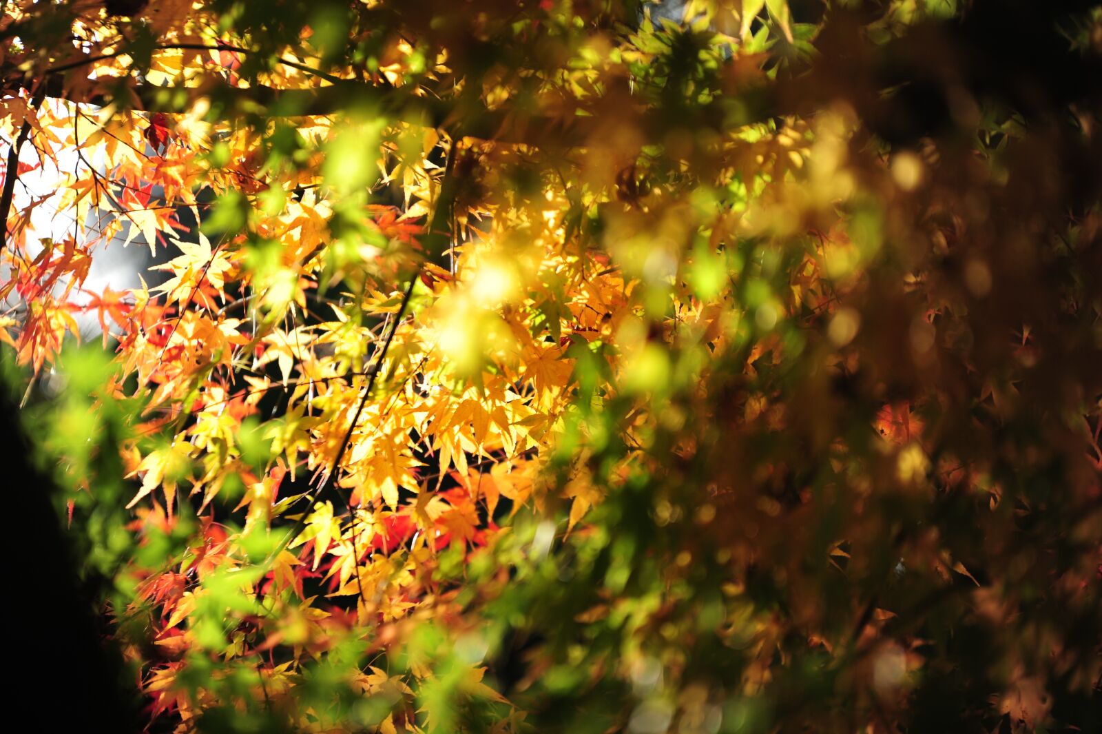 Nikon D700 sample photo. Maple, light, autumnal leaves photography
