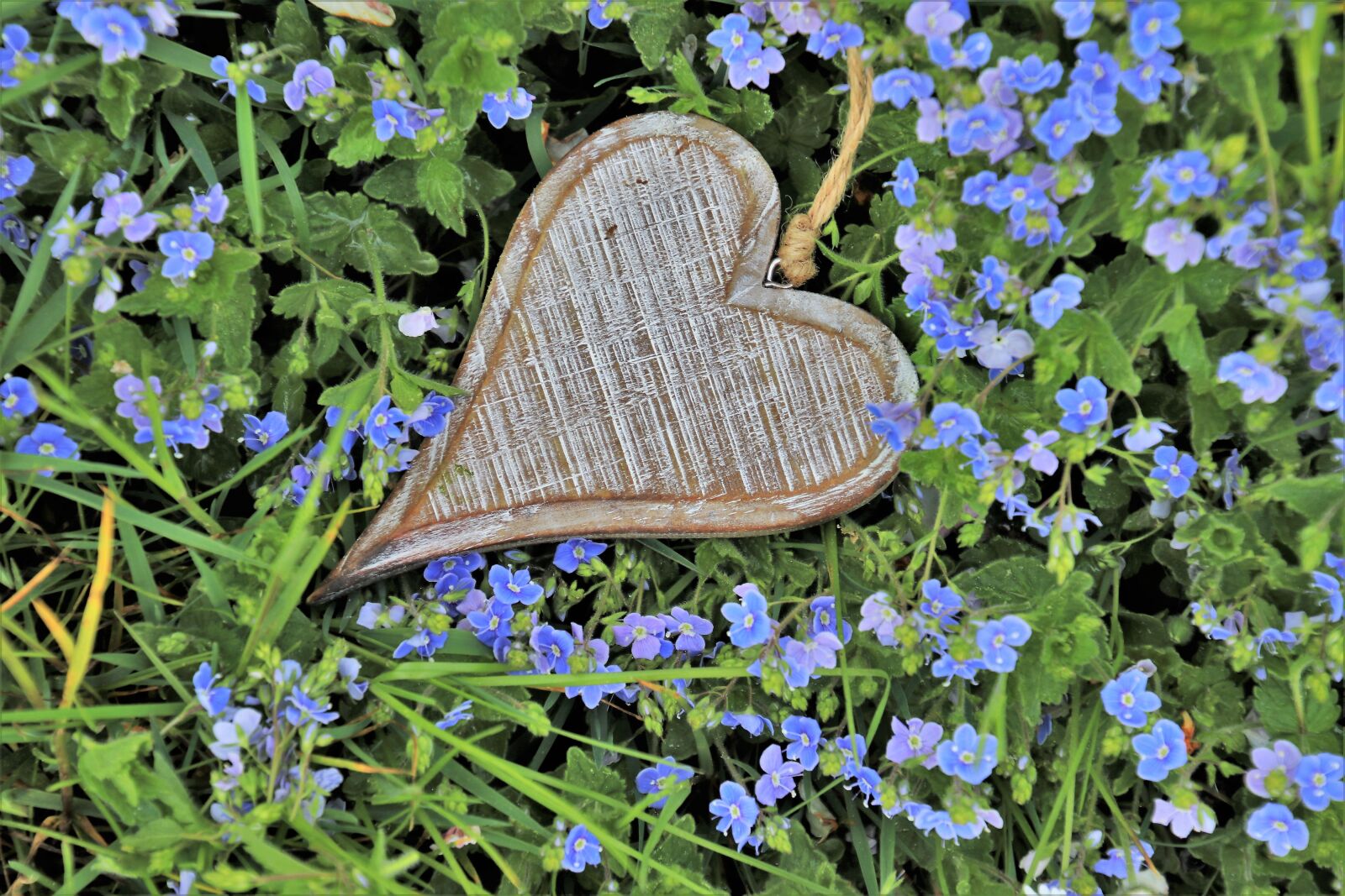 Canon EOS 80D sample photo. Heart, wooden, little flowers photography