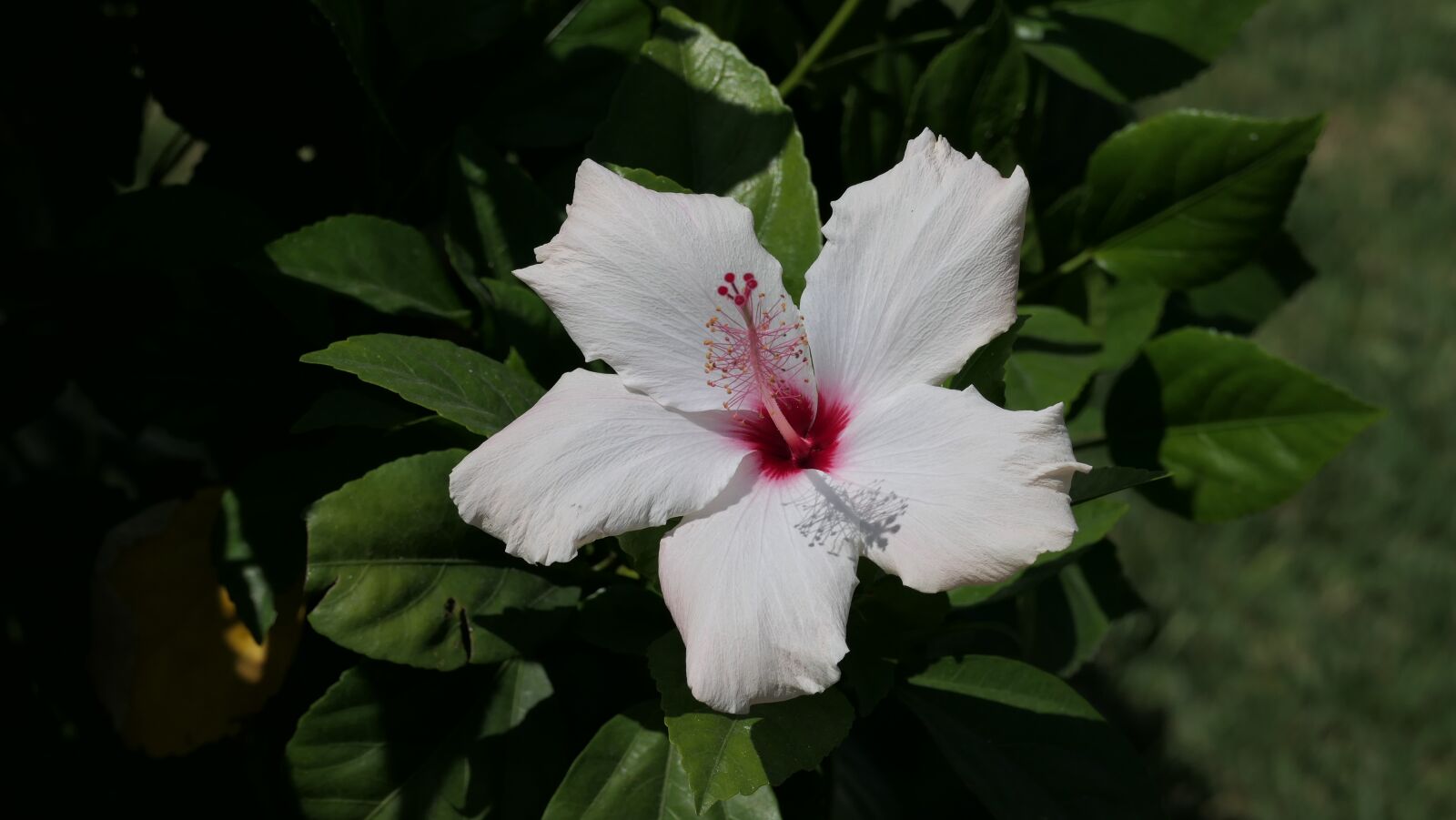 Panasonic DC-FZ10002 sample photo. Hibiscus, flower, white hibiscus photography