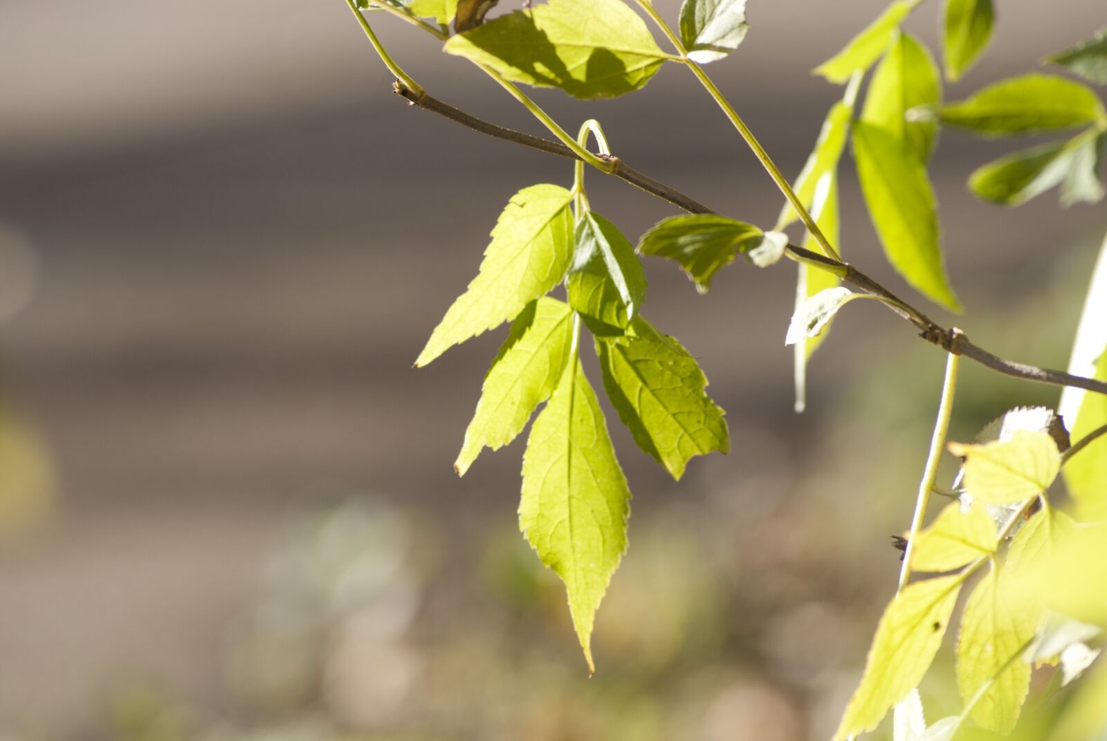 Sony Alpha DSLR-A300 sample photo. Leaves, autumn, forest photography