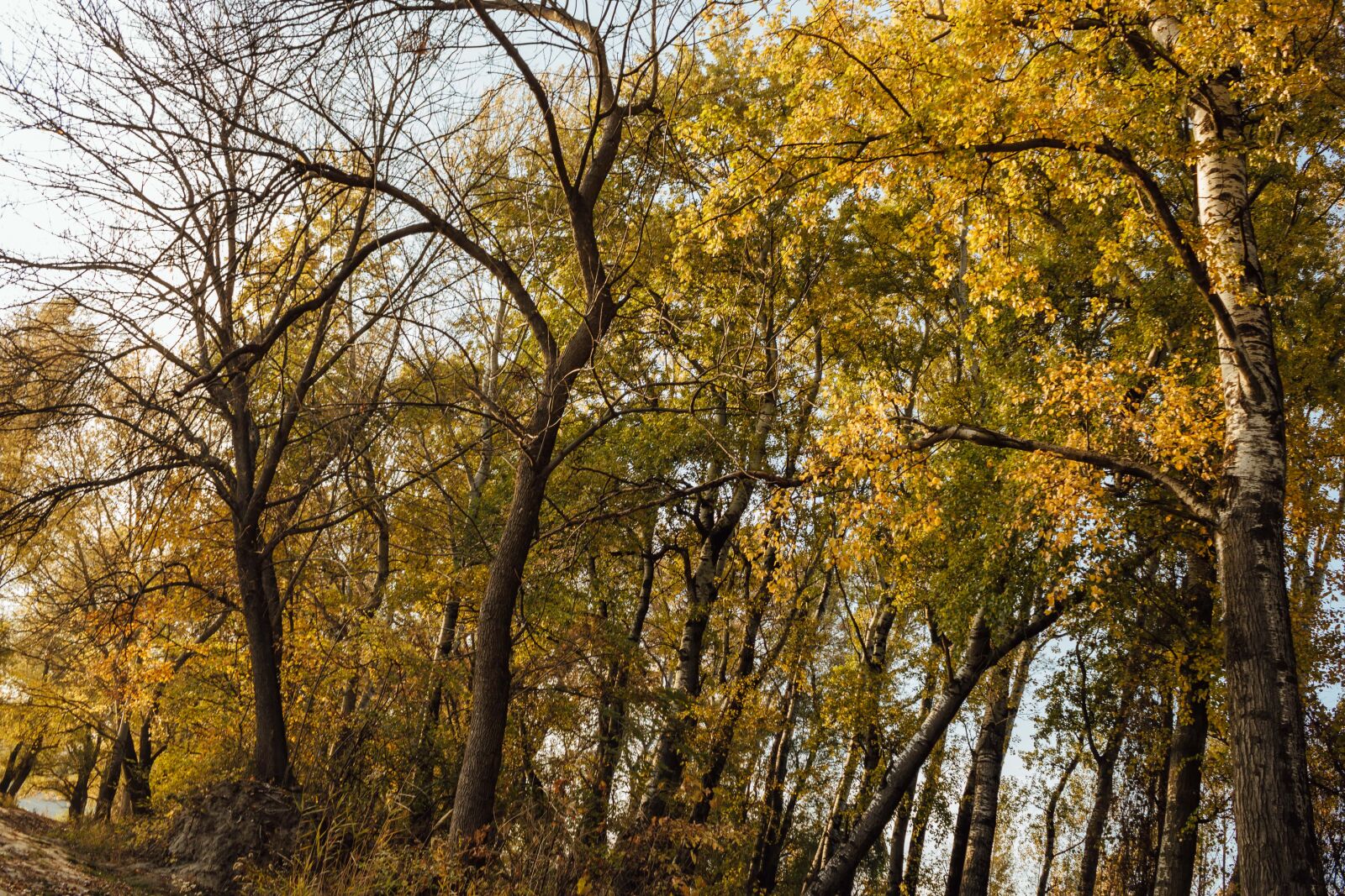 Canon EF-S 18-55mm F3.5-5.6 IS sample photo. Poplar, autumn, forest, sunshine photography