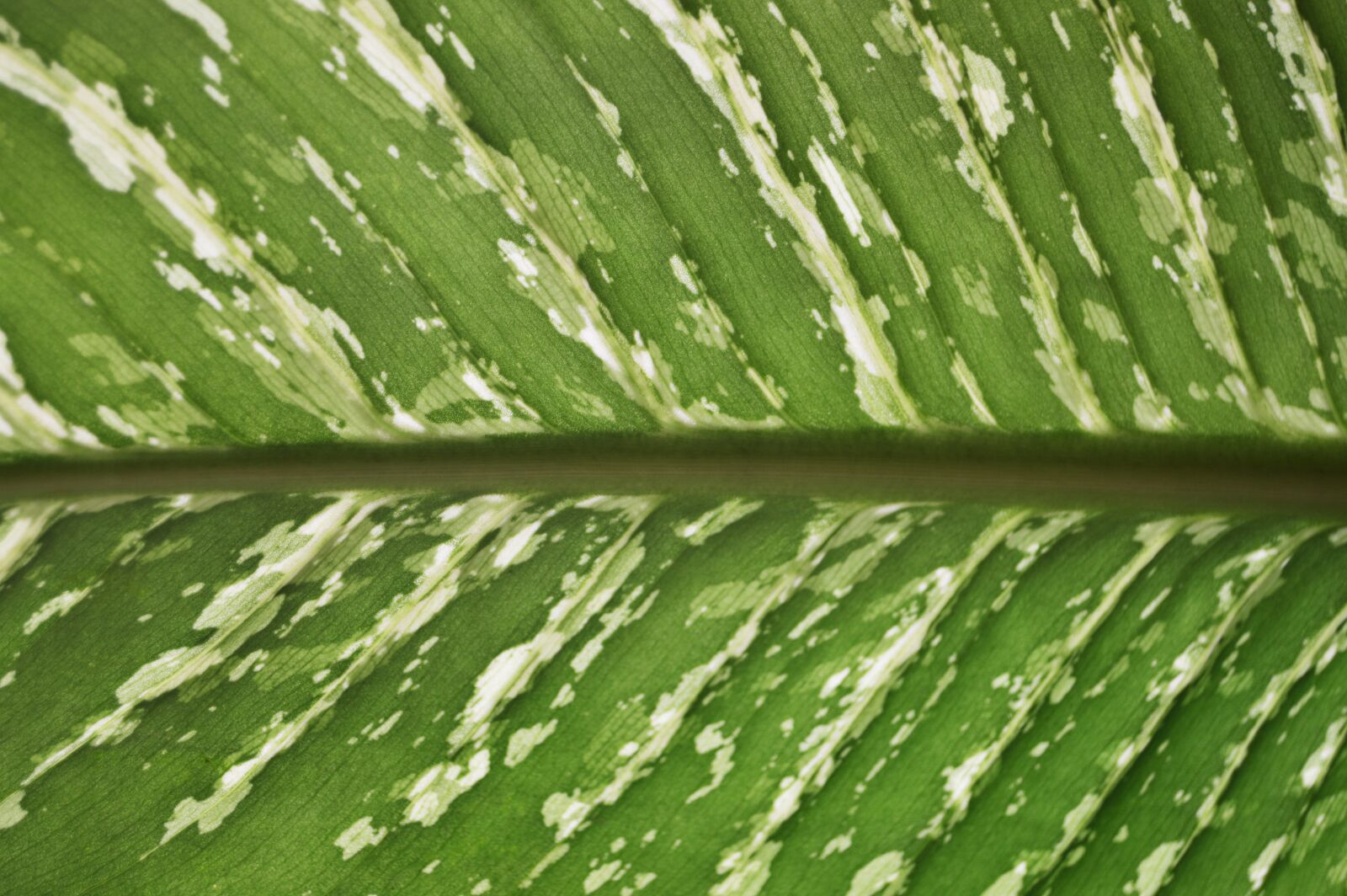 Nikon D3200 sample photo. Approach, detail, texture photography