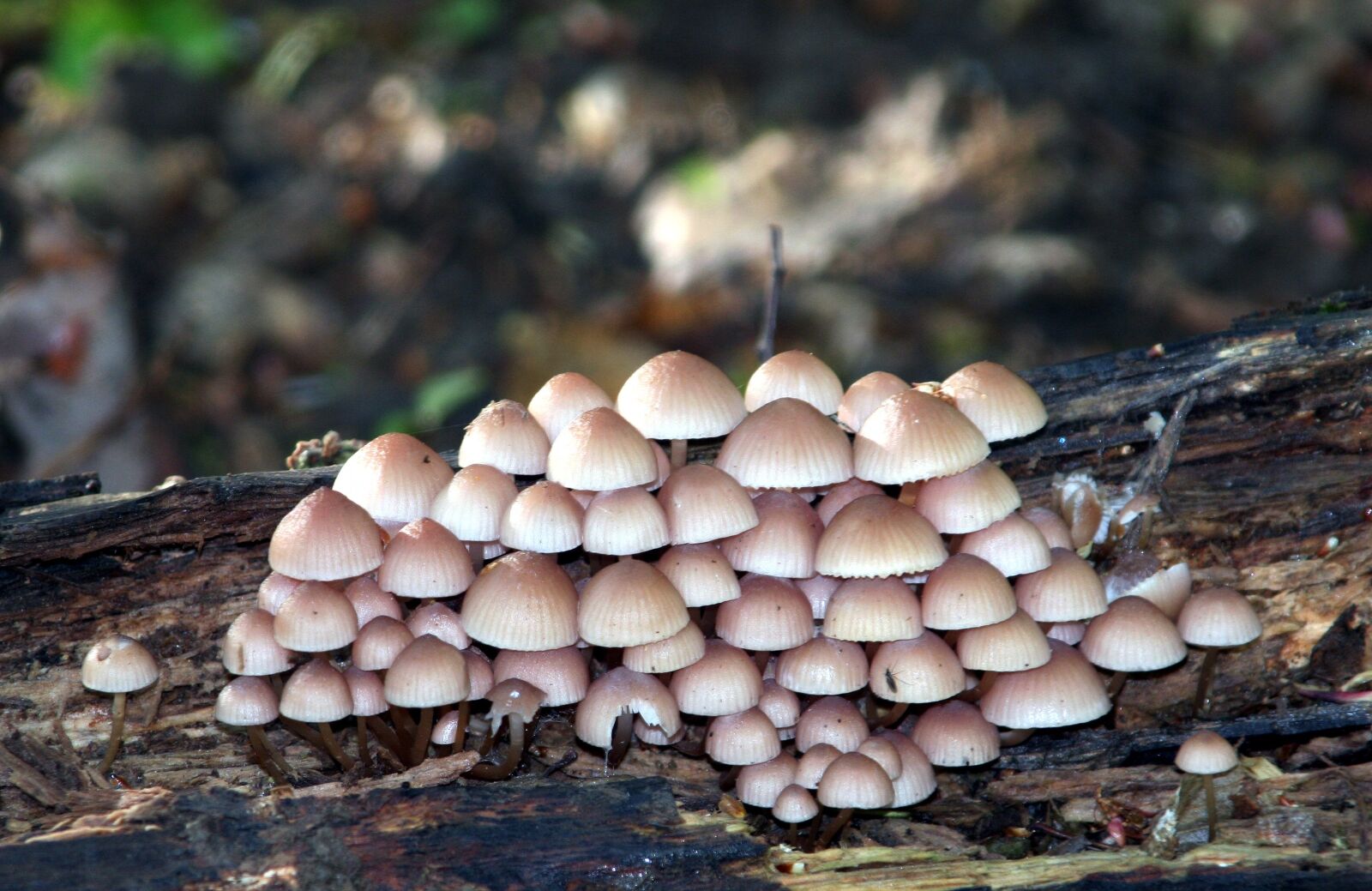 Canon EOS 350D (EOS Digital Rebel XT / EOS Kiss Digital N) sample photo. Mushrooms, forest, nature photography