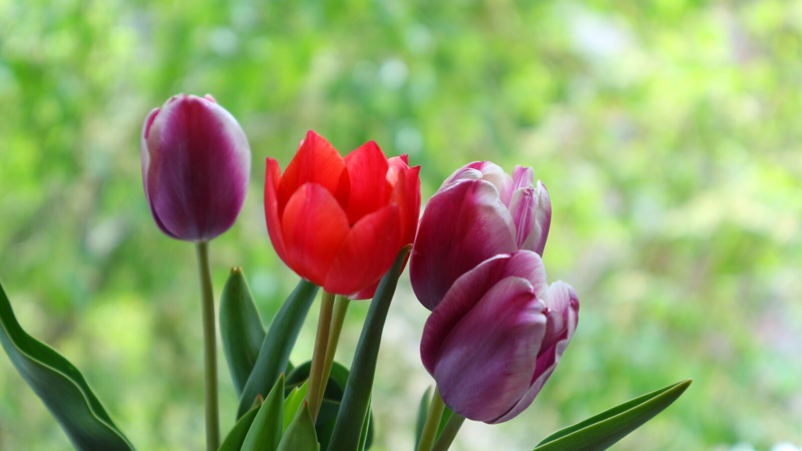 Canon EOS M10 sample photo. Tulip, flower, red photography