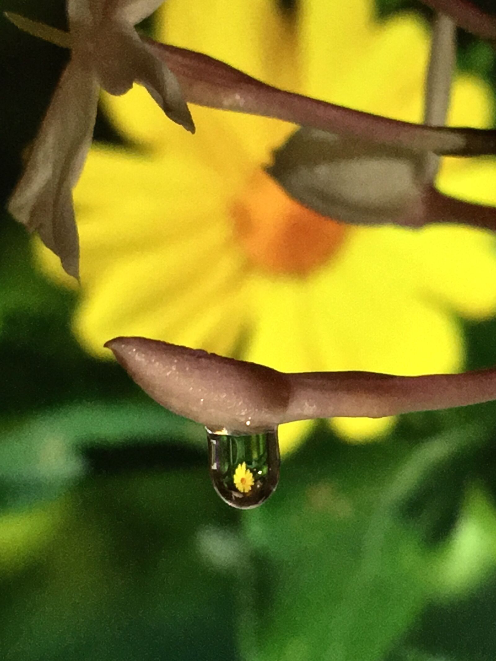 iPhone 6s Plus back camera 4.15mm f/2.2 sample photo. Yellow flower, reflection, drop photography