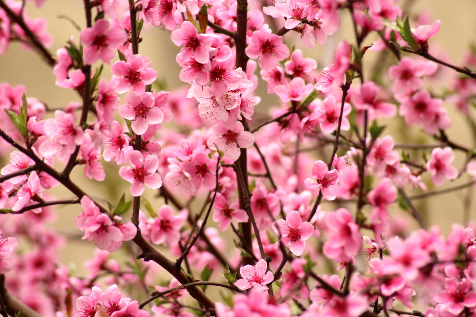 Canon EOS 1200D (EOS Rebel T5 / EOS Kiss X70 / EOS Hi) sample photo. Fruit tree, pink flowers photography