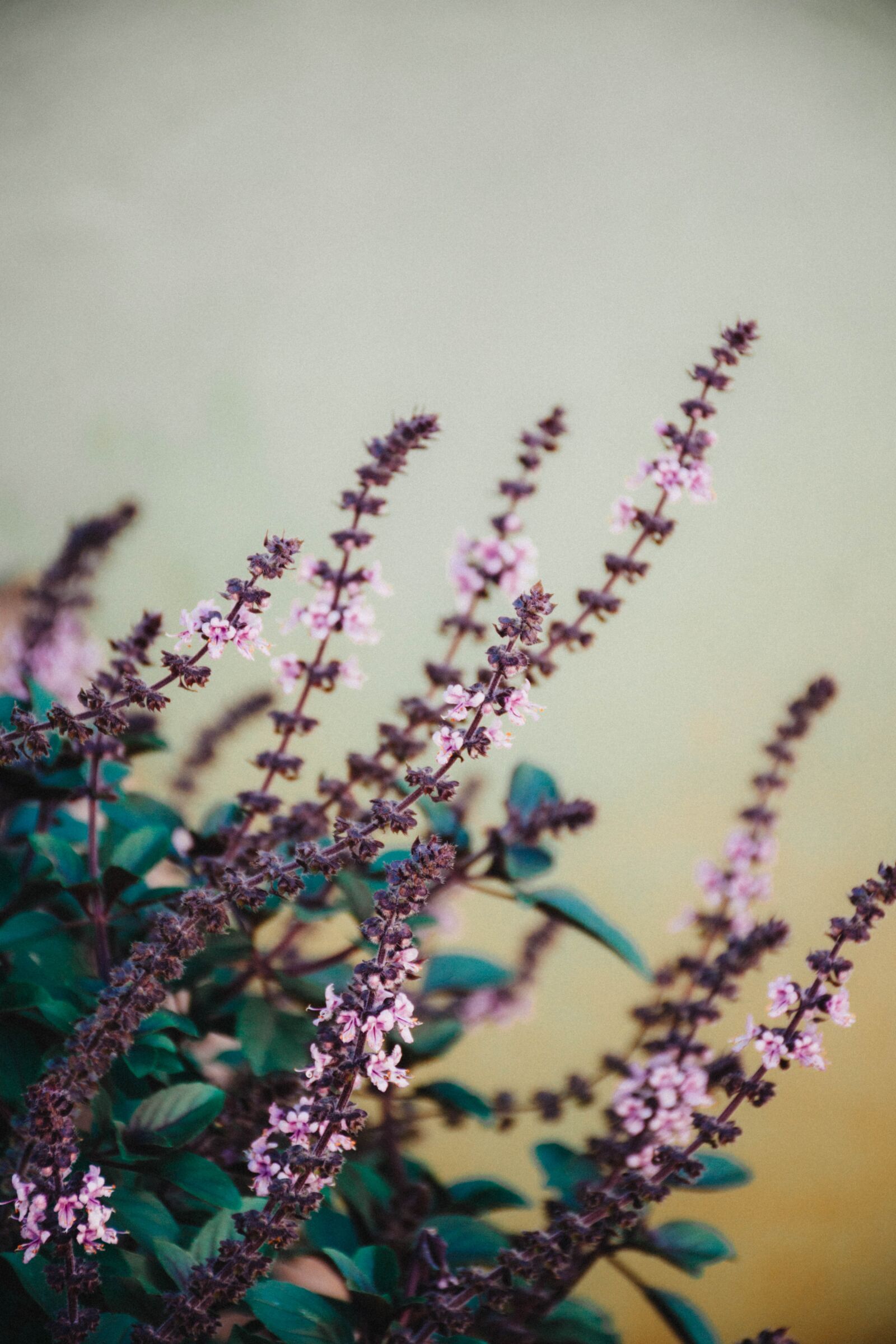 Nikon D7200 sample photo. Plant, shrub, flower photography