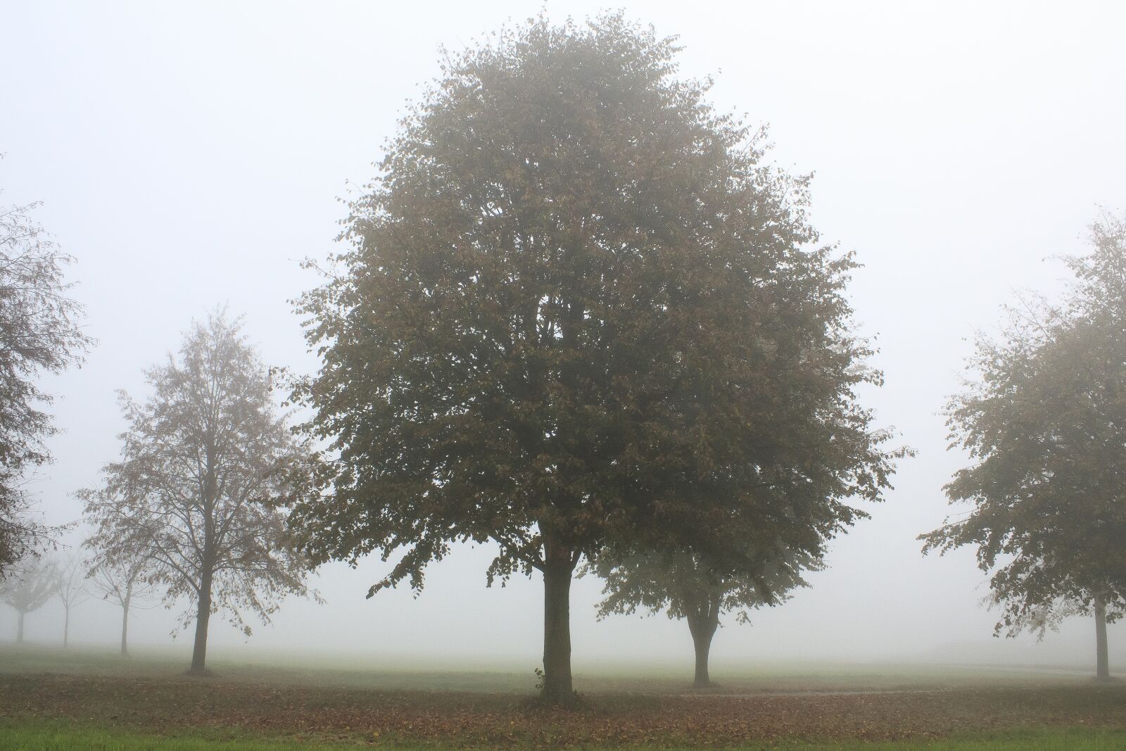 Canon EOS 1300D (EOS Rebel T6 / EOS Kiss X80) sample photo. Tree, away, field photography
