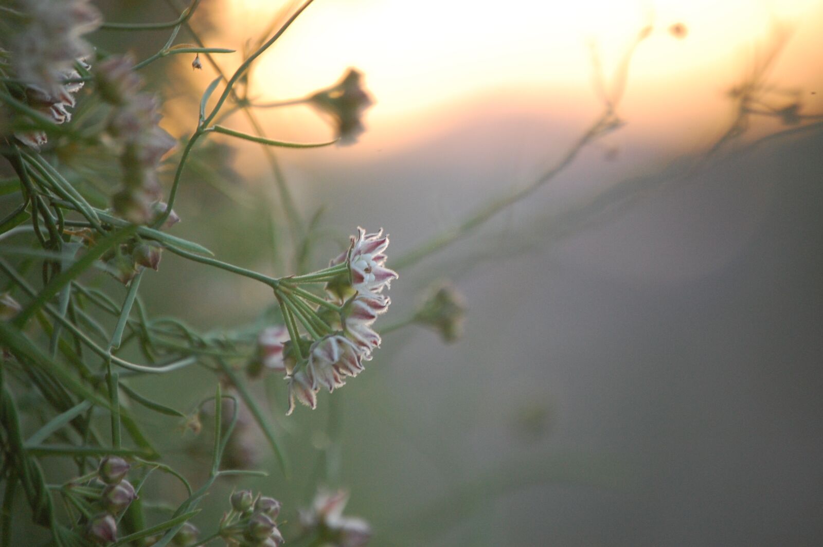 Nikon D40 sample photo. Milkweed, flower, sunrise photography