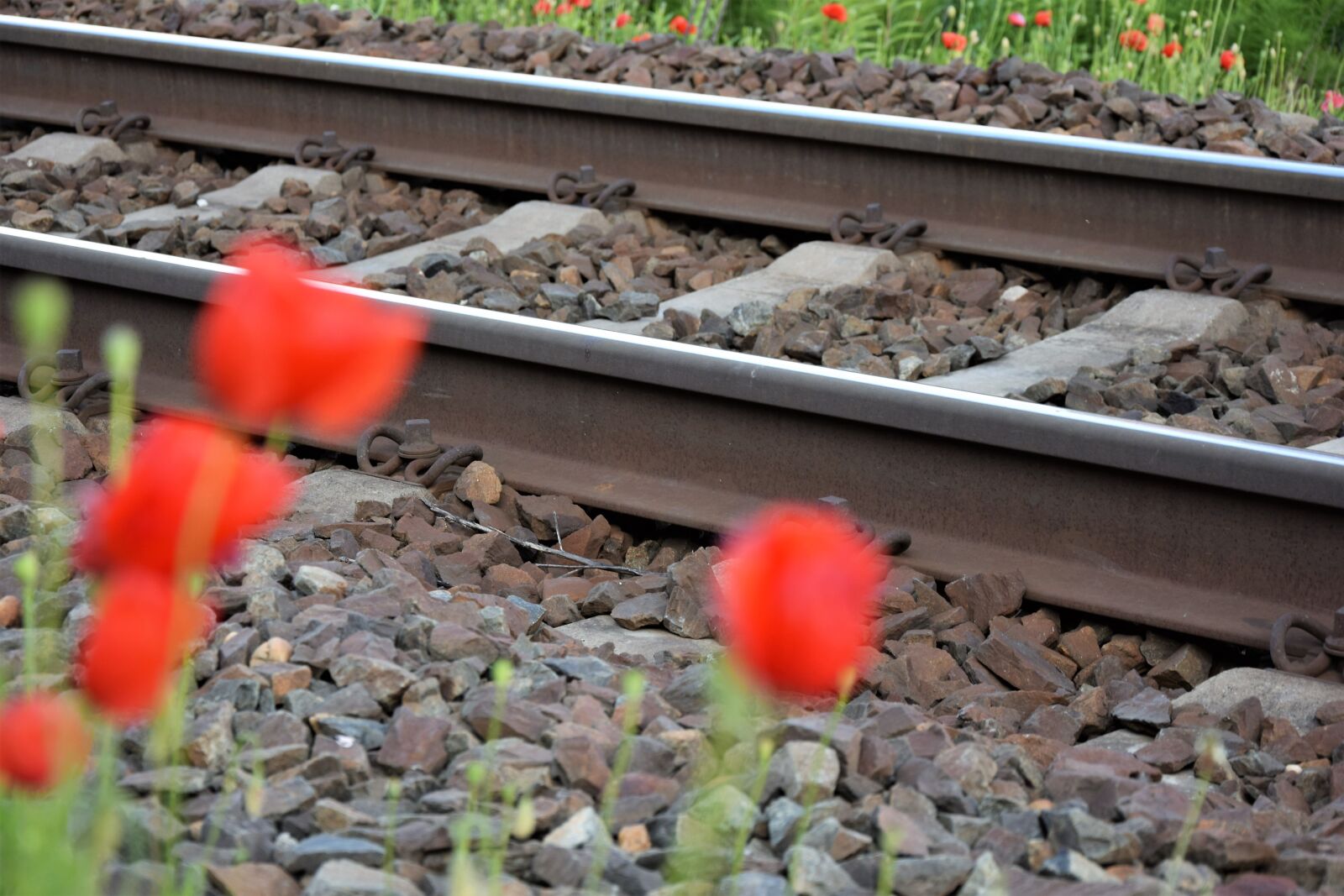 Nikon D3300 sample photo. Red poppy near railway photography
