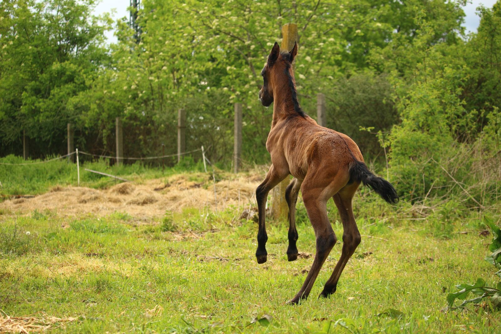 Canon EOS 100D (EOS Rebel SL1 / EOS Kiss X7) sample photo. Horse, foal, suckling photography