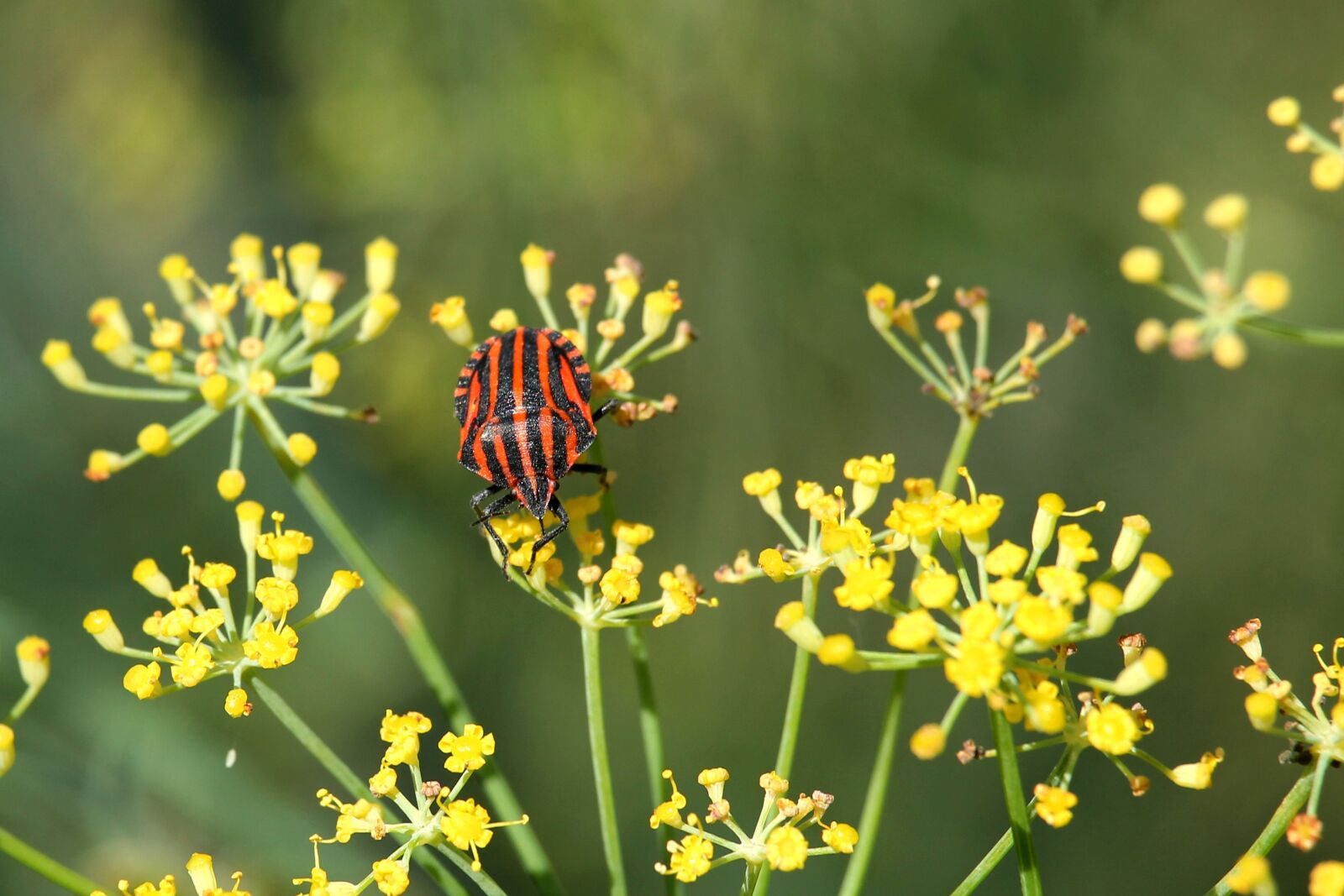 Canon EF-S 55-250mm F4-5.6 IS STM sample photo. Fenchelb te, strip bug photography