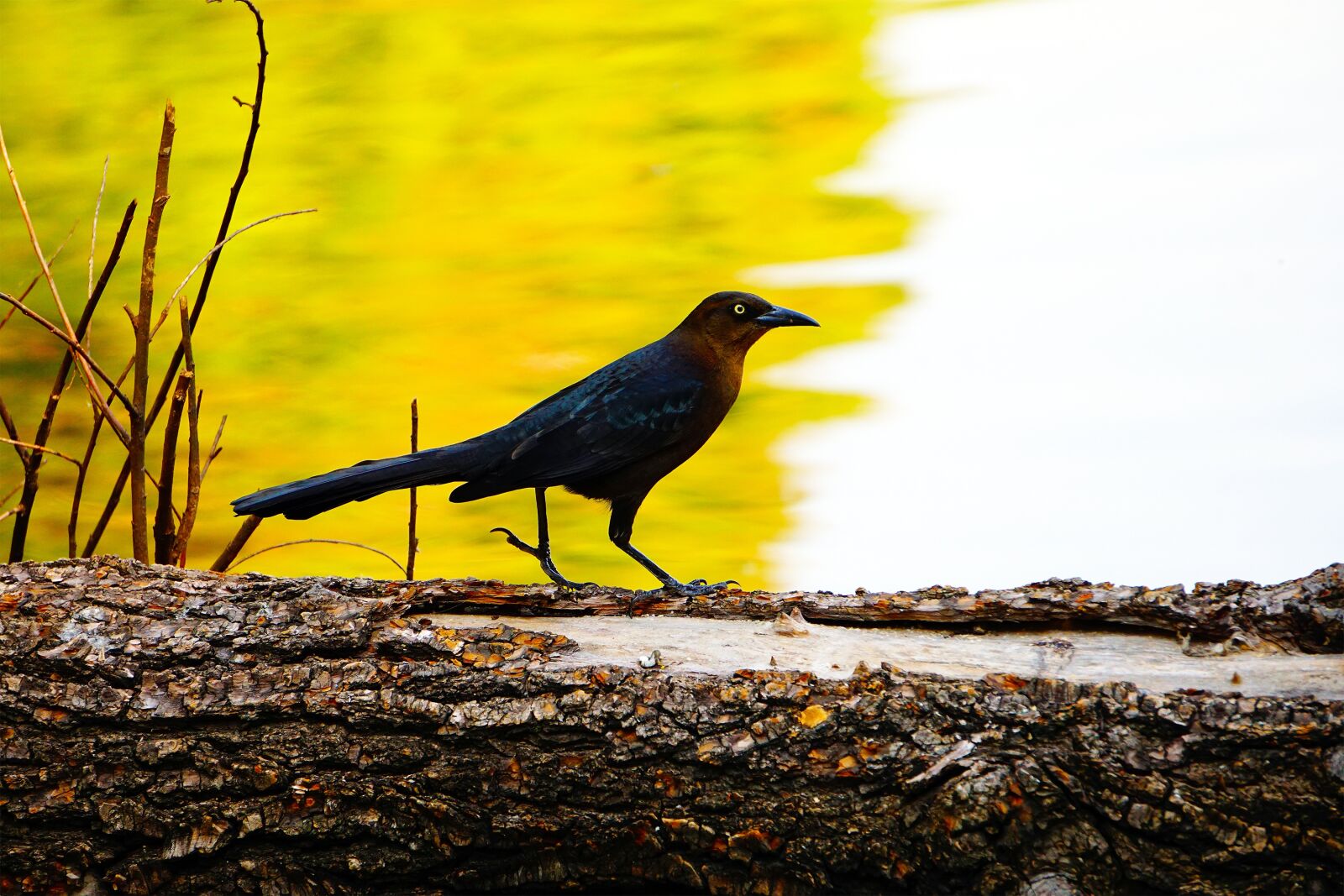 Sony E 55-210mm F4.5-6.3 OSS sample photo. Bird, nature, animal photography