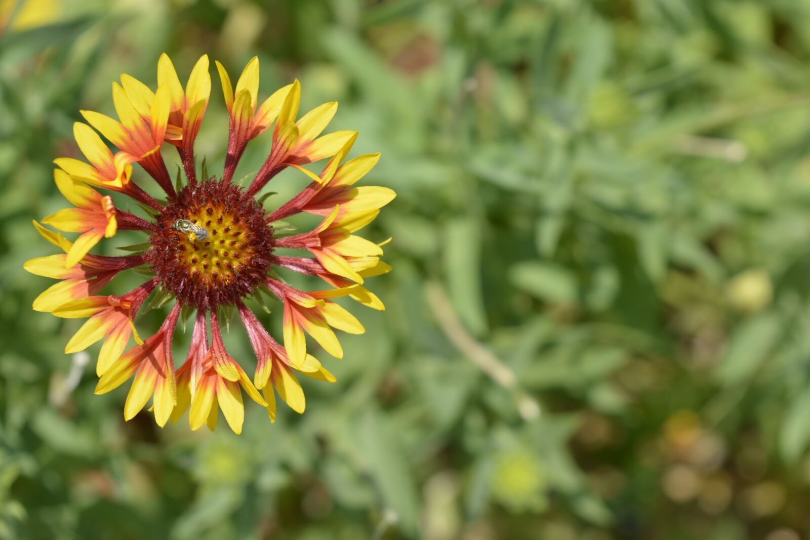Nikon D5200 sample photo. Nature, flower, flora photography