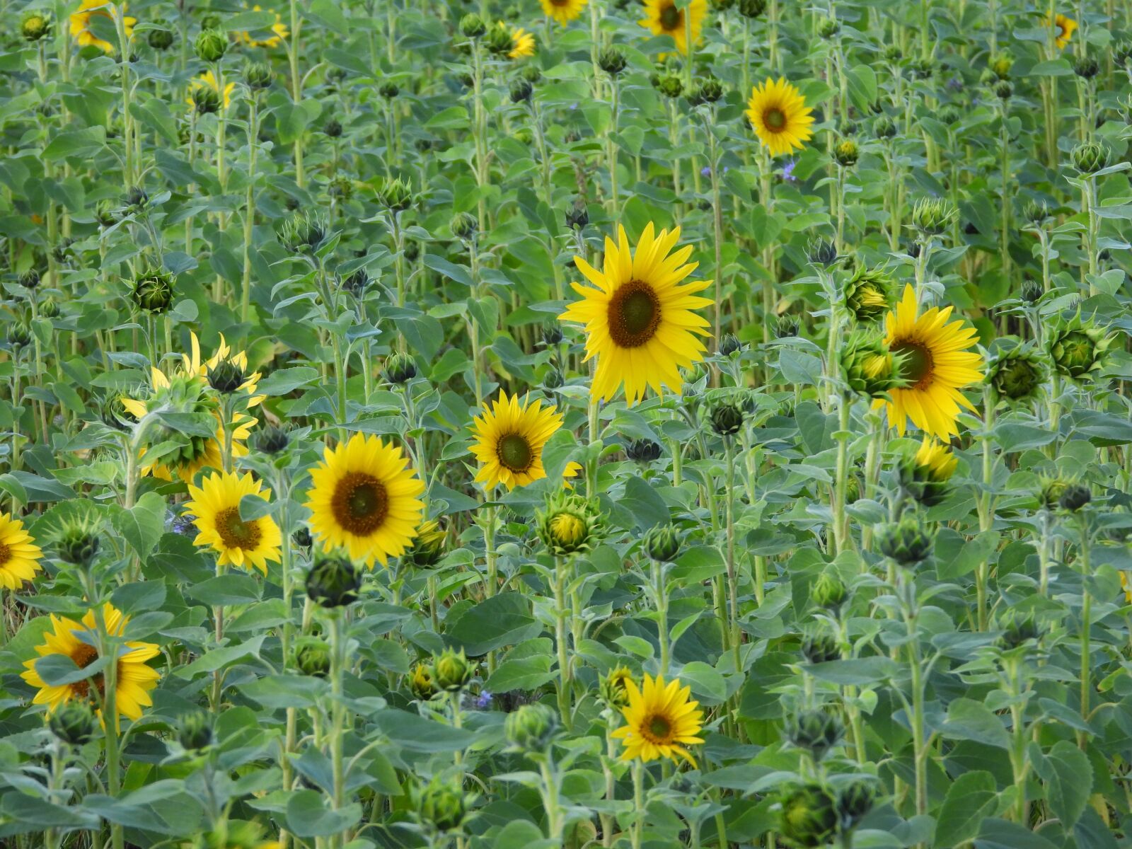 Nikon Coolpix P1000 sample photo. Sunflowers, field of sunflowers photography