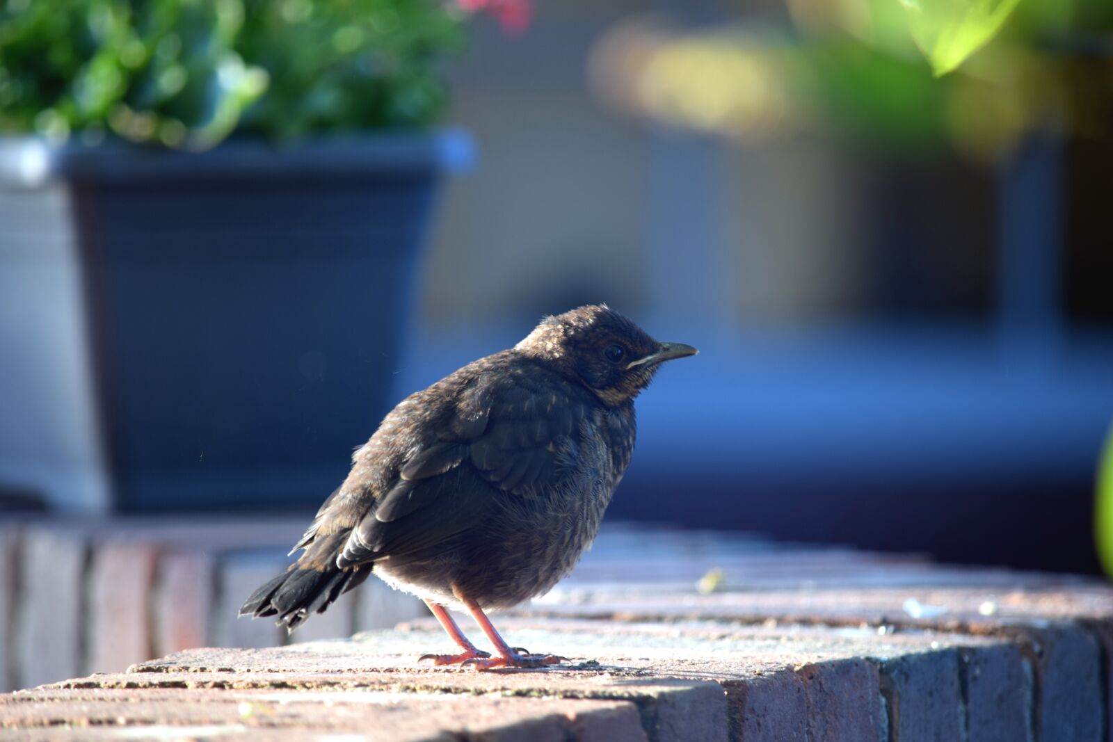 Nikon D5300 sample photo. Bird, nature, young photography