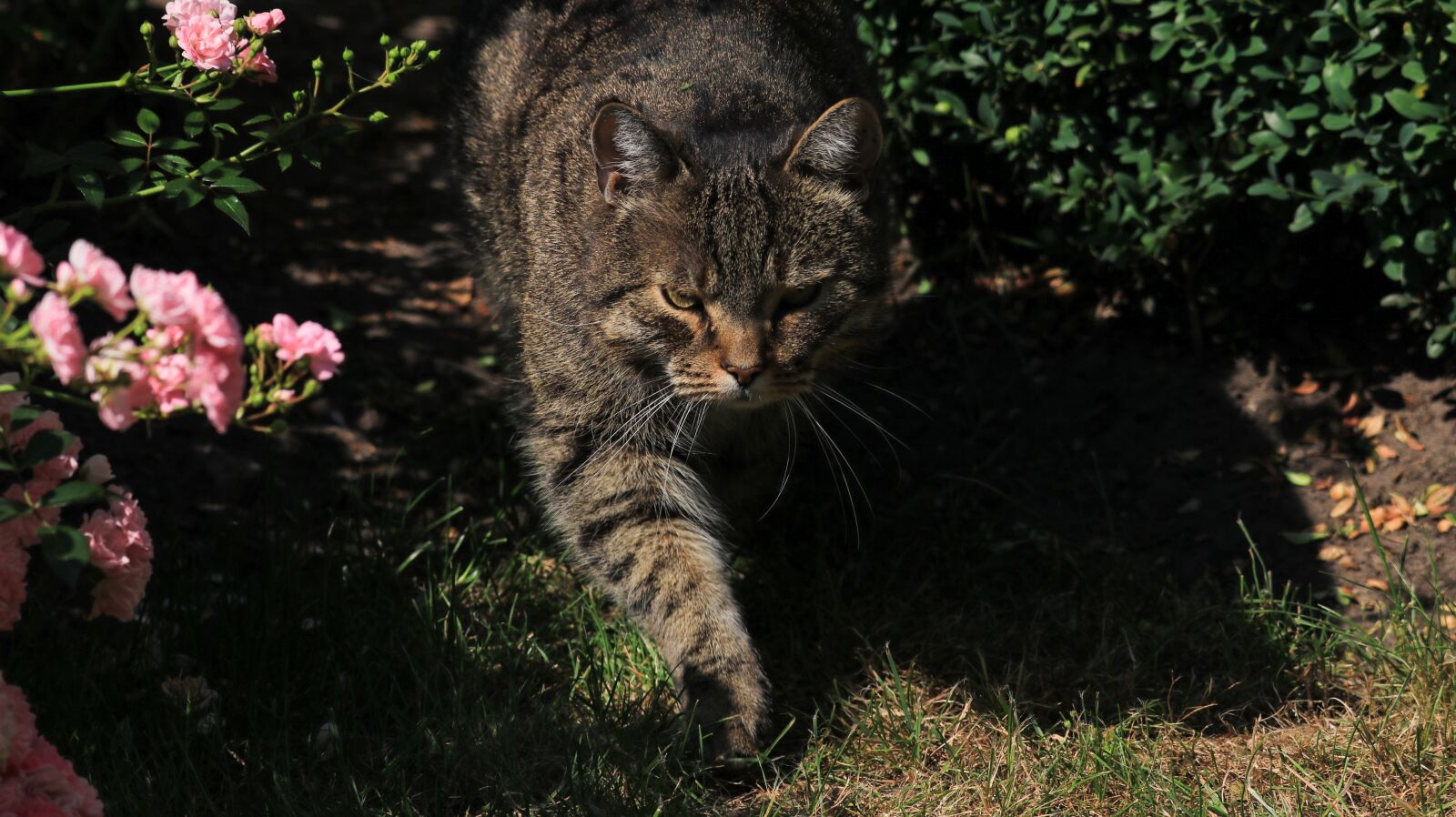 150-600mm F5-6.3 DG OS HSM | Contemporary 015 sample photo. Cat, garden, domestic cat photography
