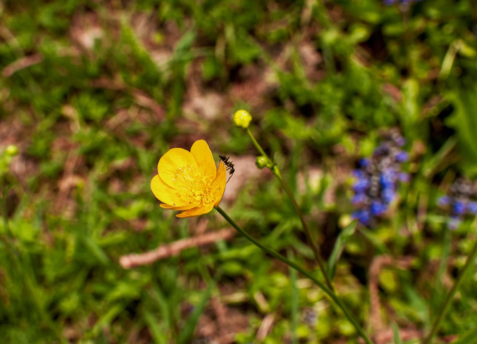 Nikon D90 sample photo. Ant, animals, insect photography