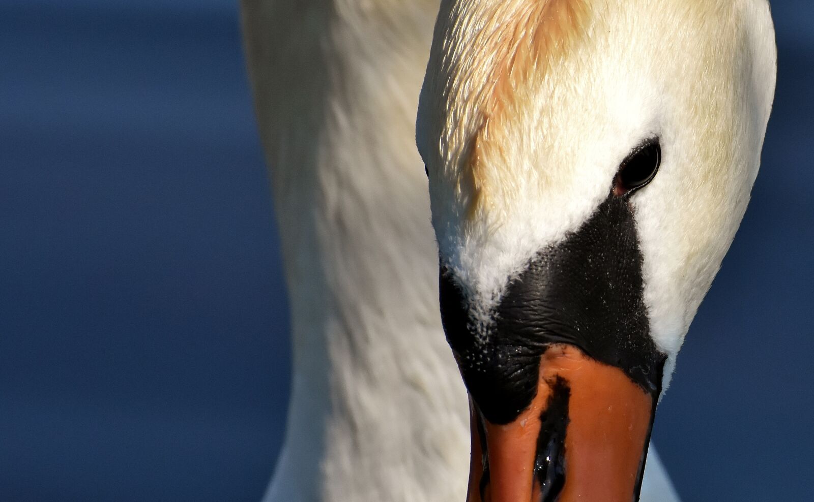 Nikon D7200 sample photo. Swan, elegant, noble photography