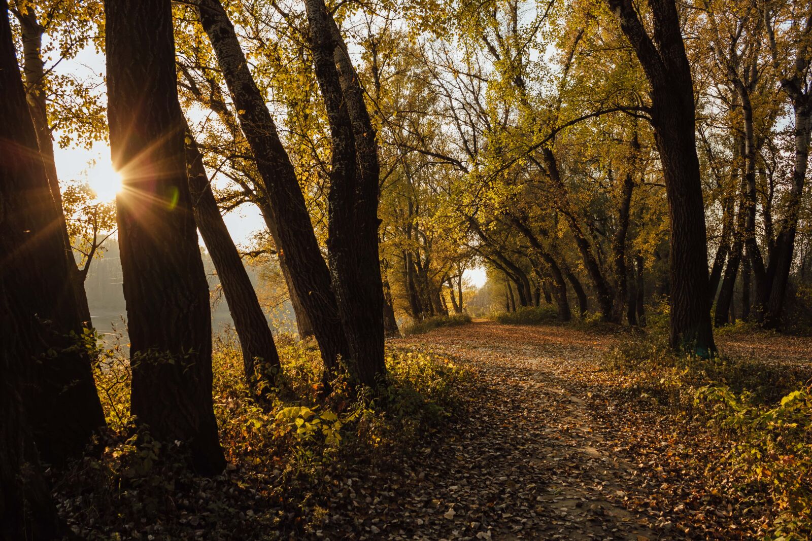 Canon EF-S 18-55mm F3.5-5.6 IS sample photo. Sunshine, autumn season, forest photography