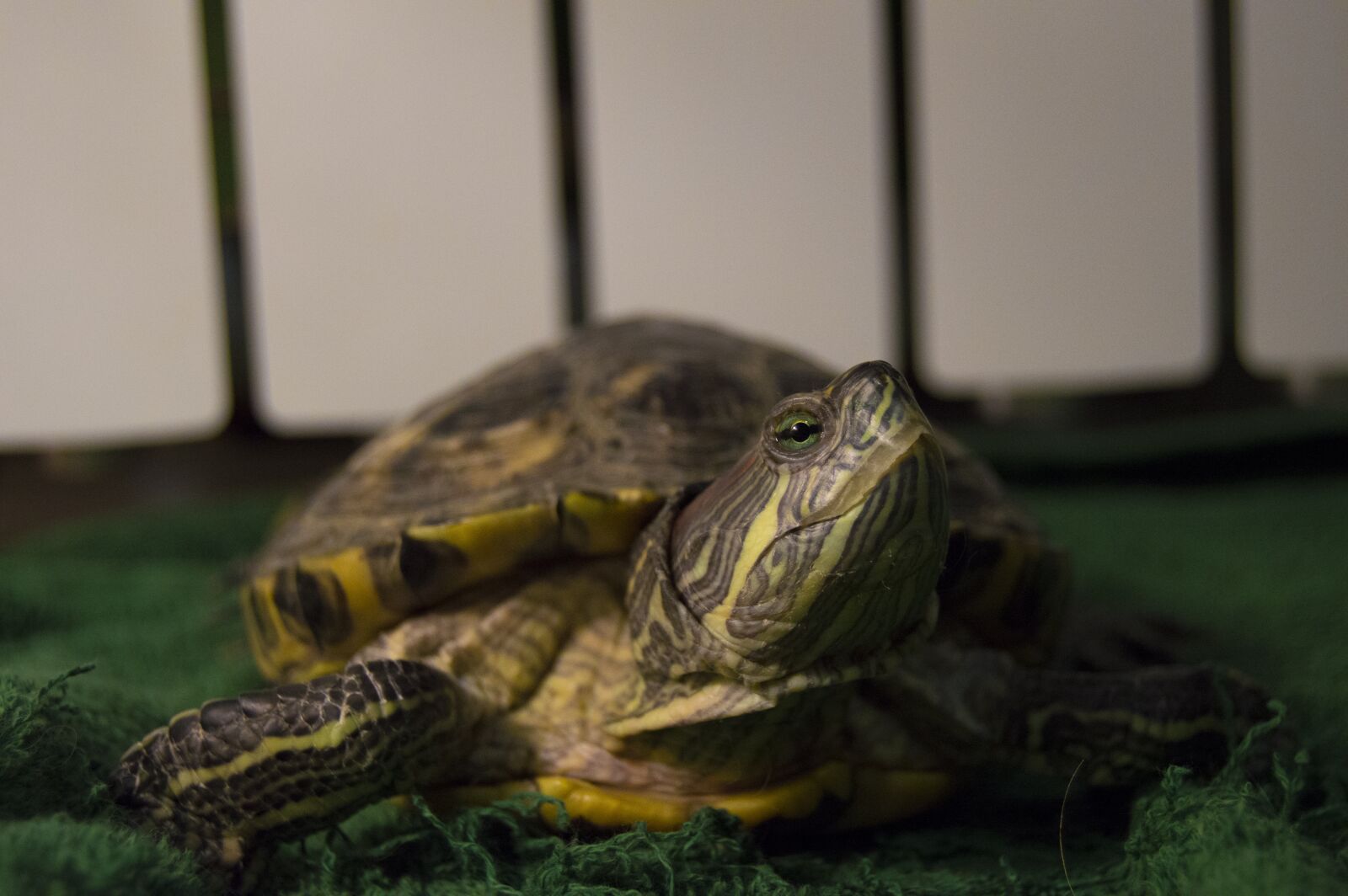 Nikon D3200 sample photo. Tortoise, red-eared slider turtle photography