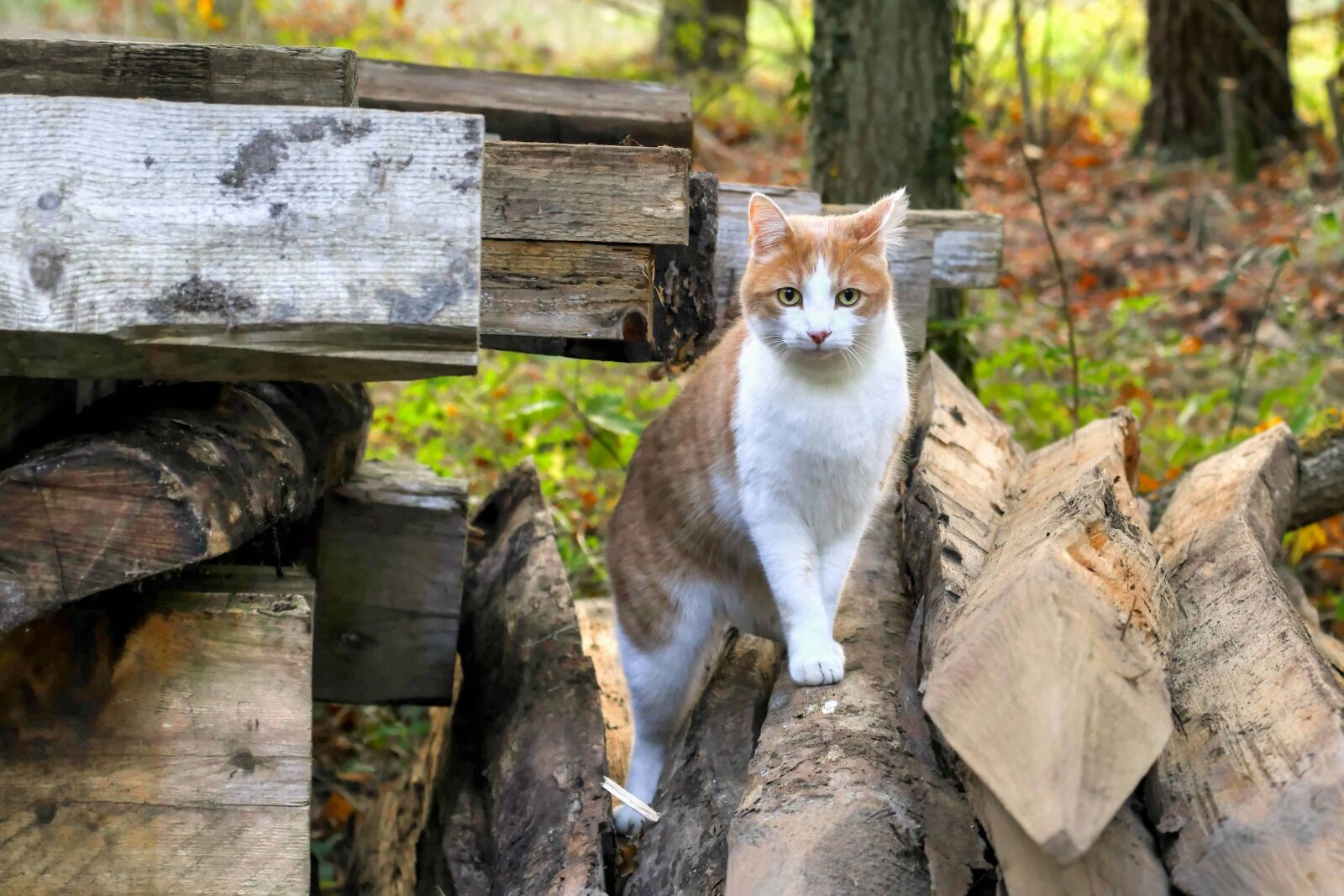 Nikon D500 sample photo. Wood, nature, yellow, cat photography