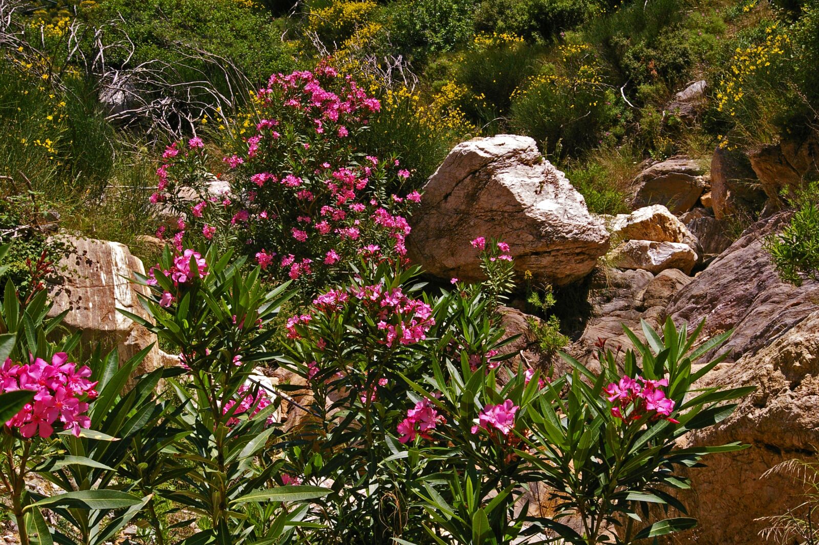 Pentax *ist DL2 sample photo. Oleander, samos, greece photography