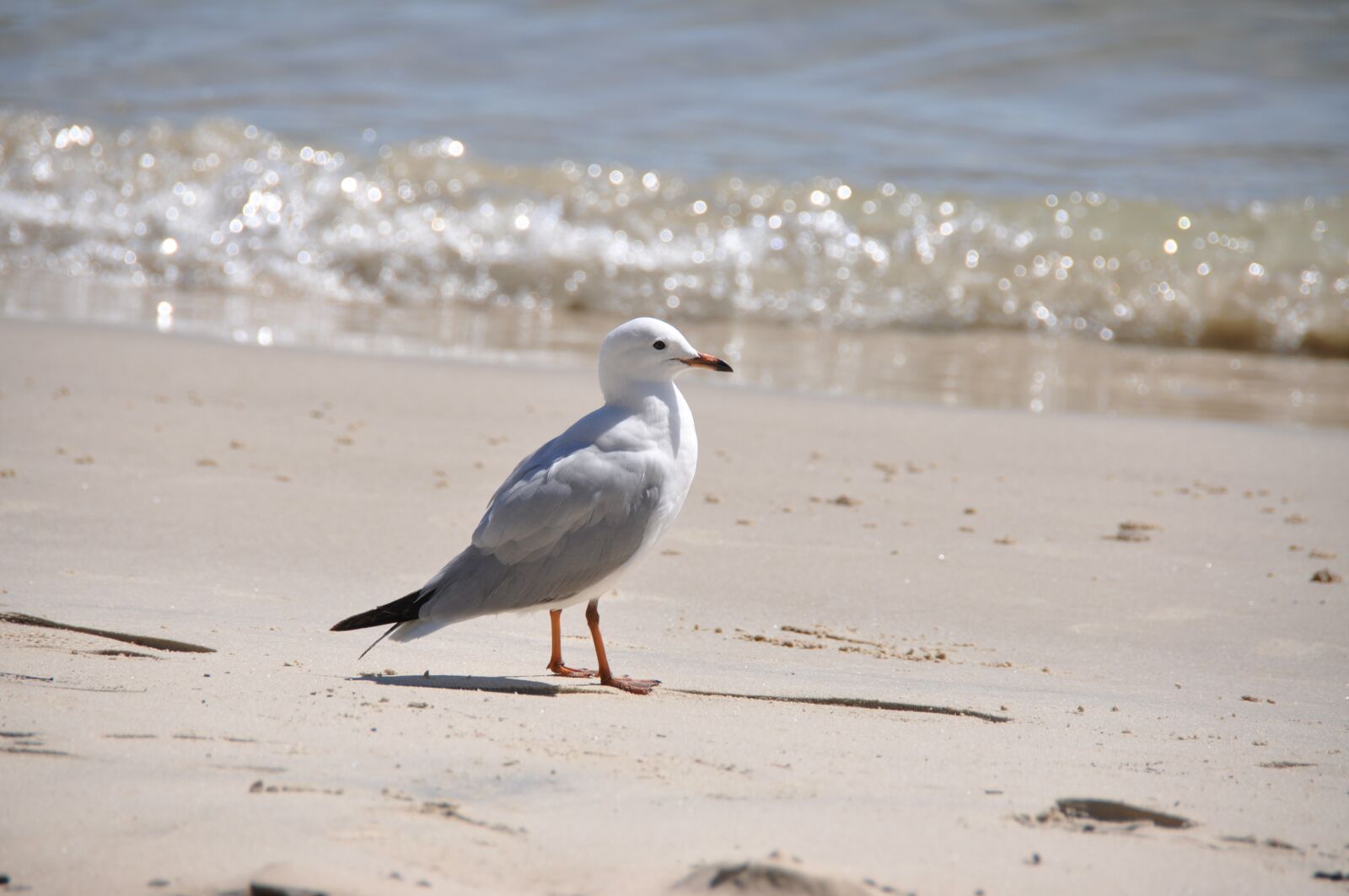 Nikon D90 sample photo. Seagull, ocean, sea photography