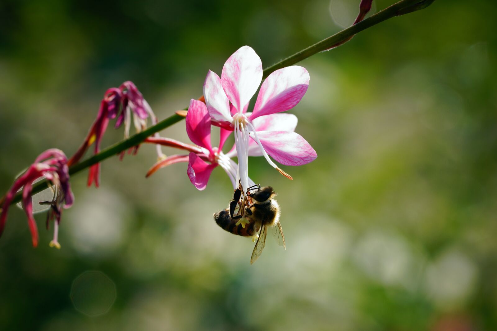 Sony a7R III + Sony FE 90mm F2.8 Macro G OSS sample photo. Flower, nature, beautiful photography