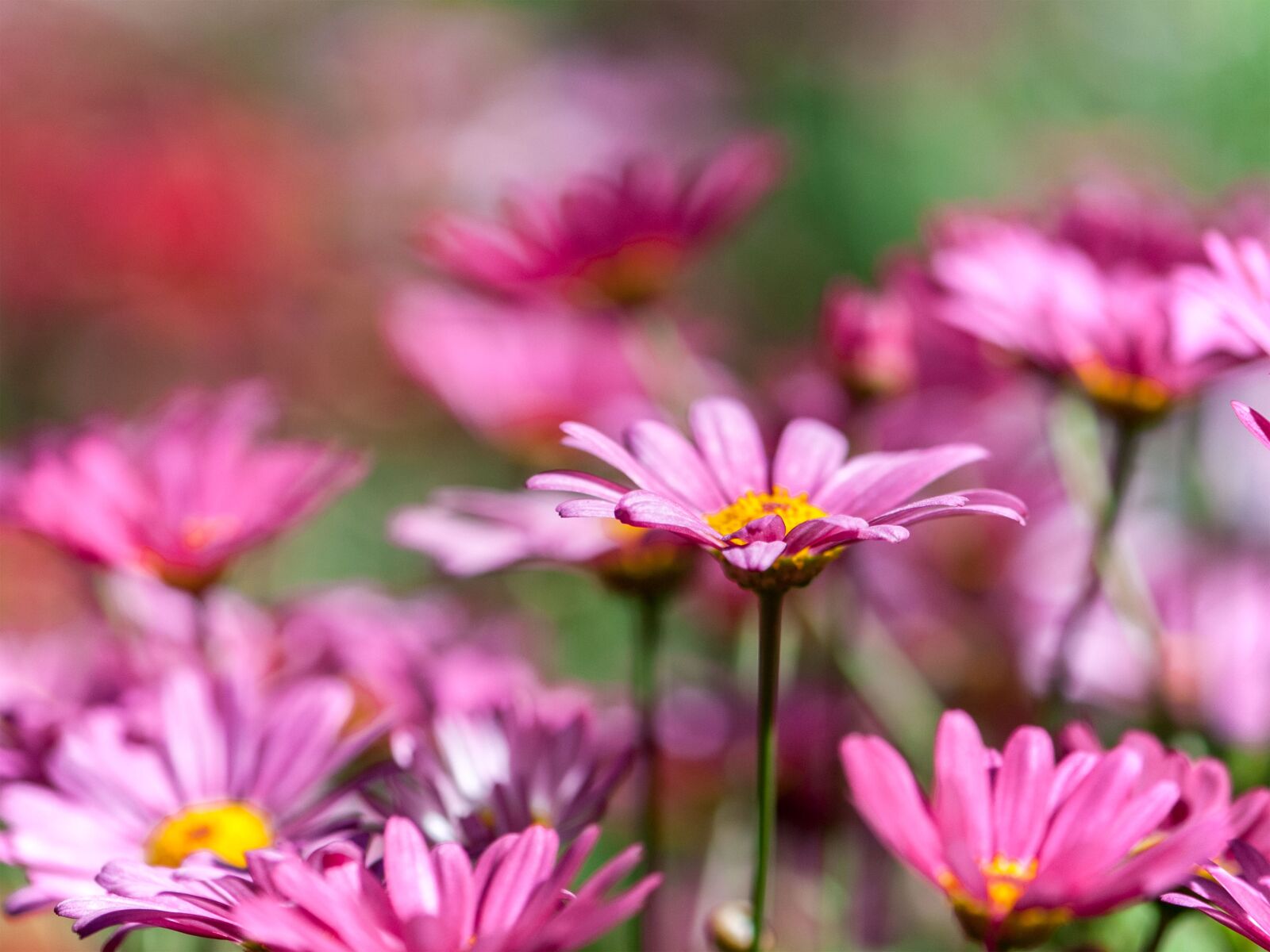 Nikon D300 sample photo. Chrysanthemum, pink, many wings photography