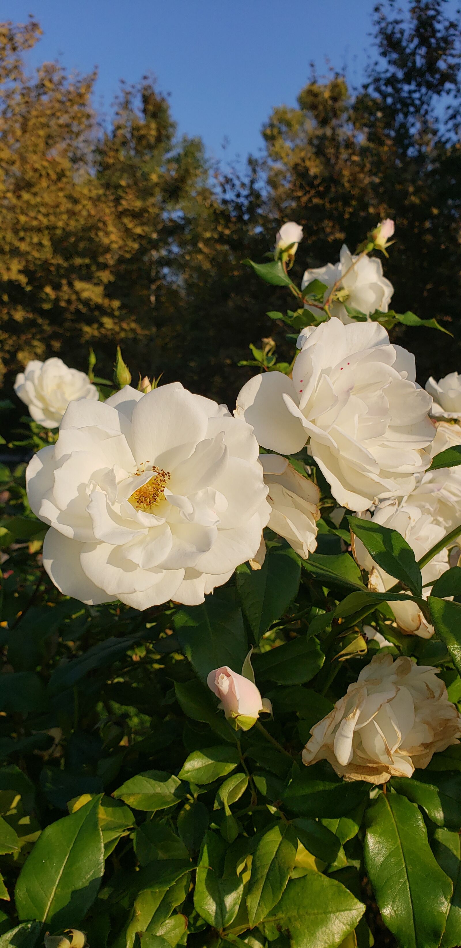 Samsung SM-G965U1 sample photo. White, rose, flower photography