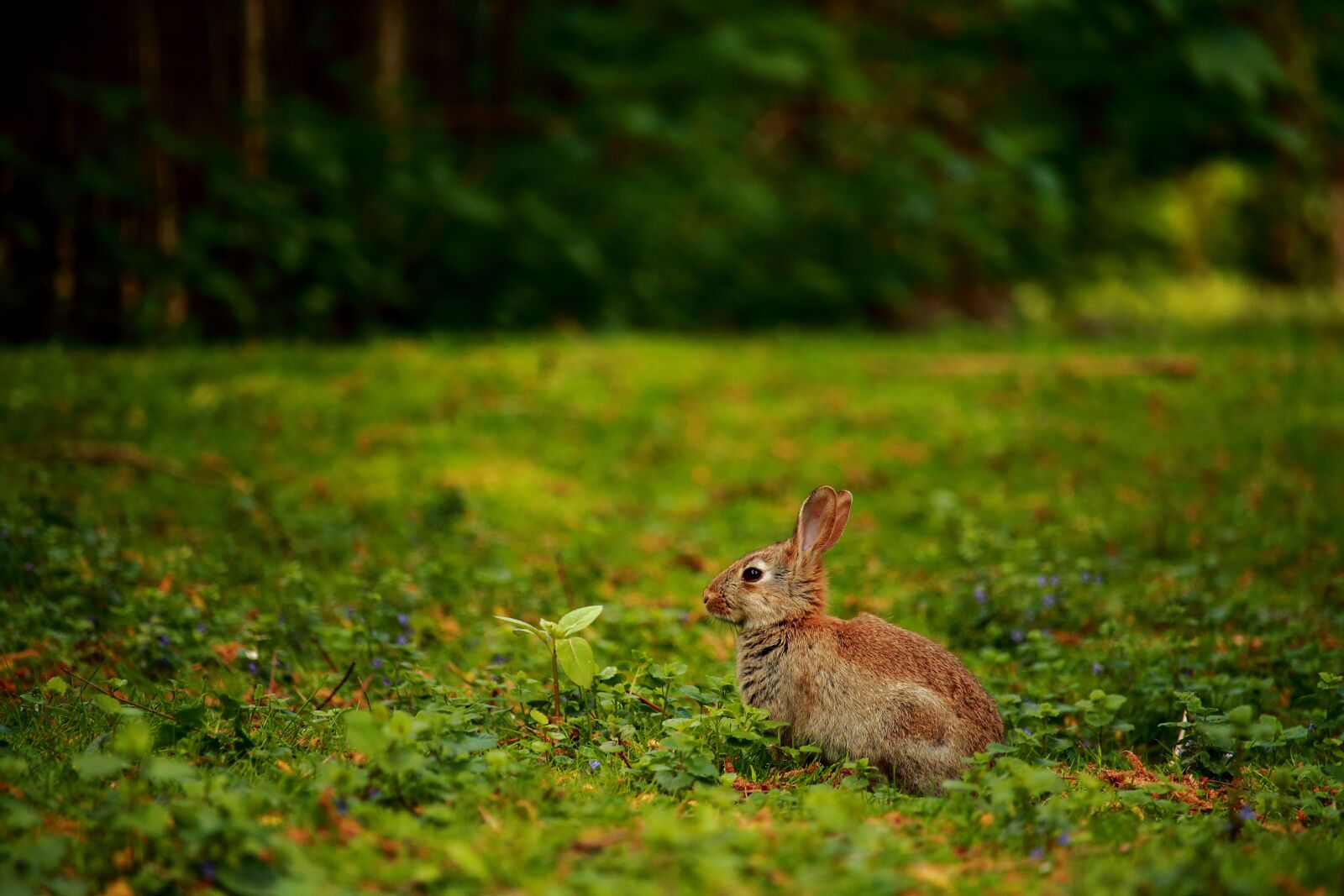 Canon EOS 70D + Canon EF-S 55-250mm F4-5.6 IS STM sample photo. Rabbit, meadow, wild rabbit photography