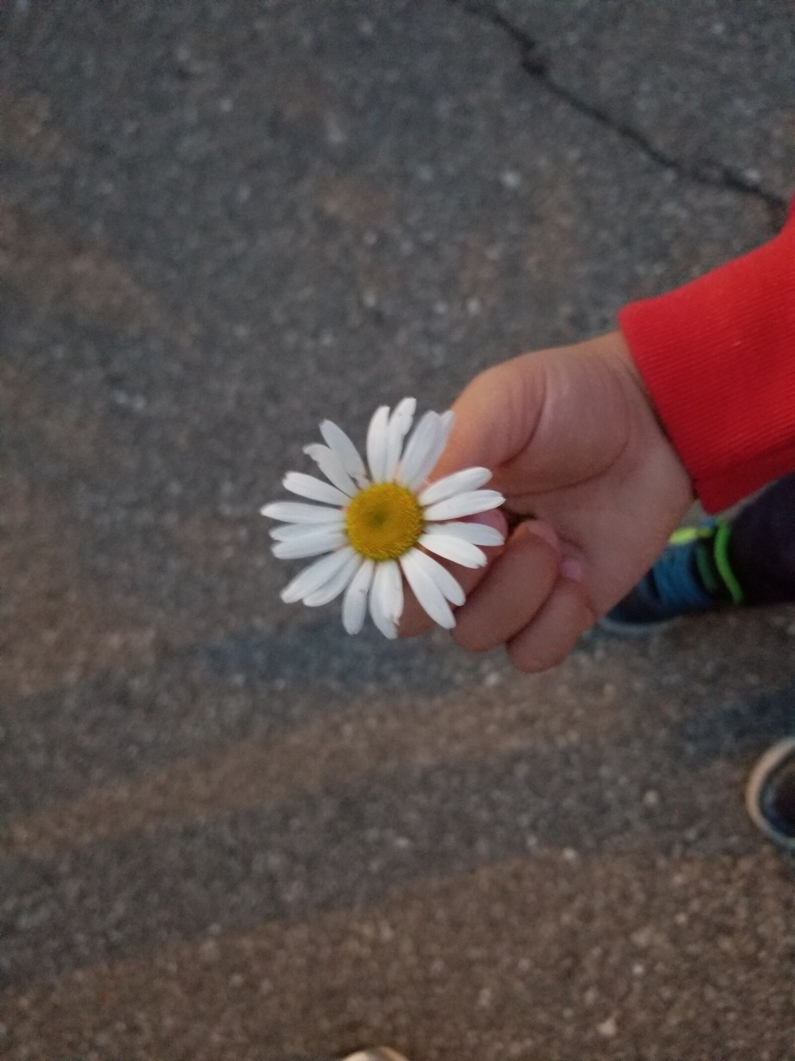Samsung Galaxy S8 sample photo. Flower, daisy, sprint photography