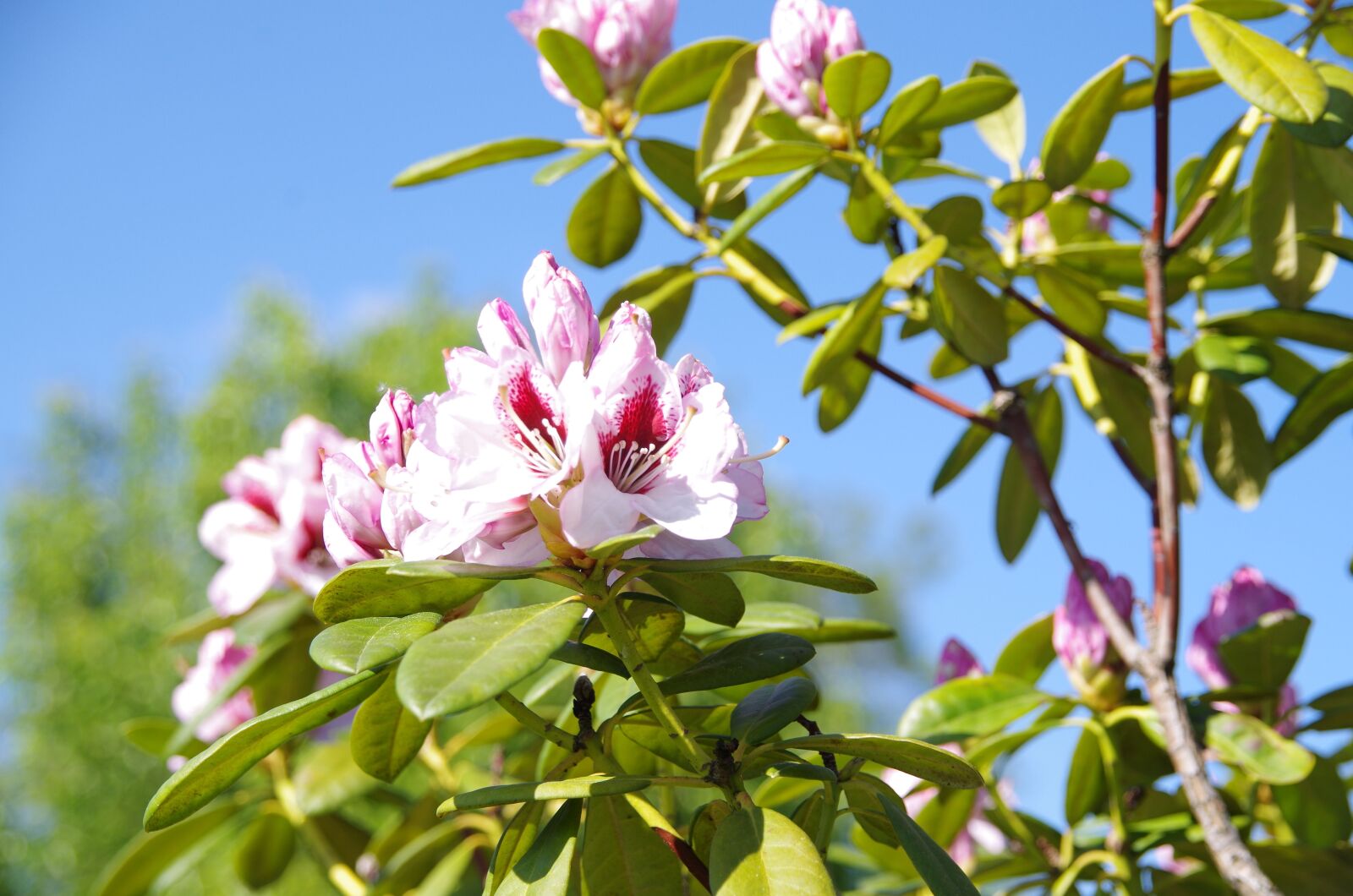 Pentax K-50 sample photo. Nature, plant, flower photography